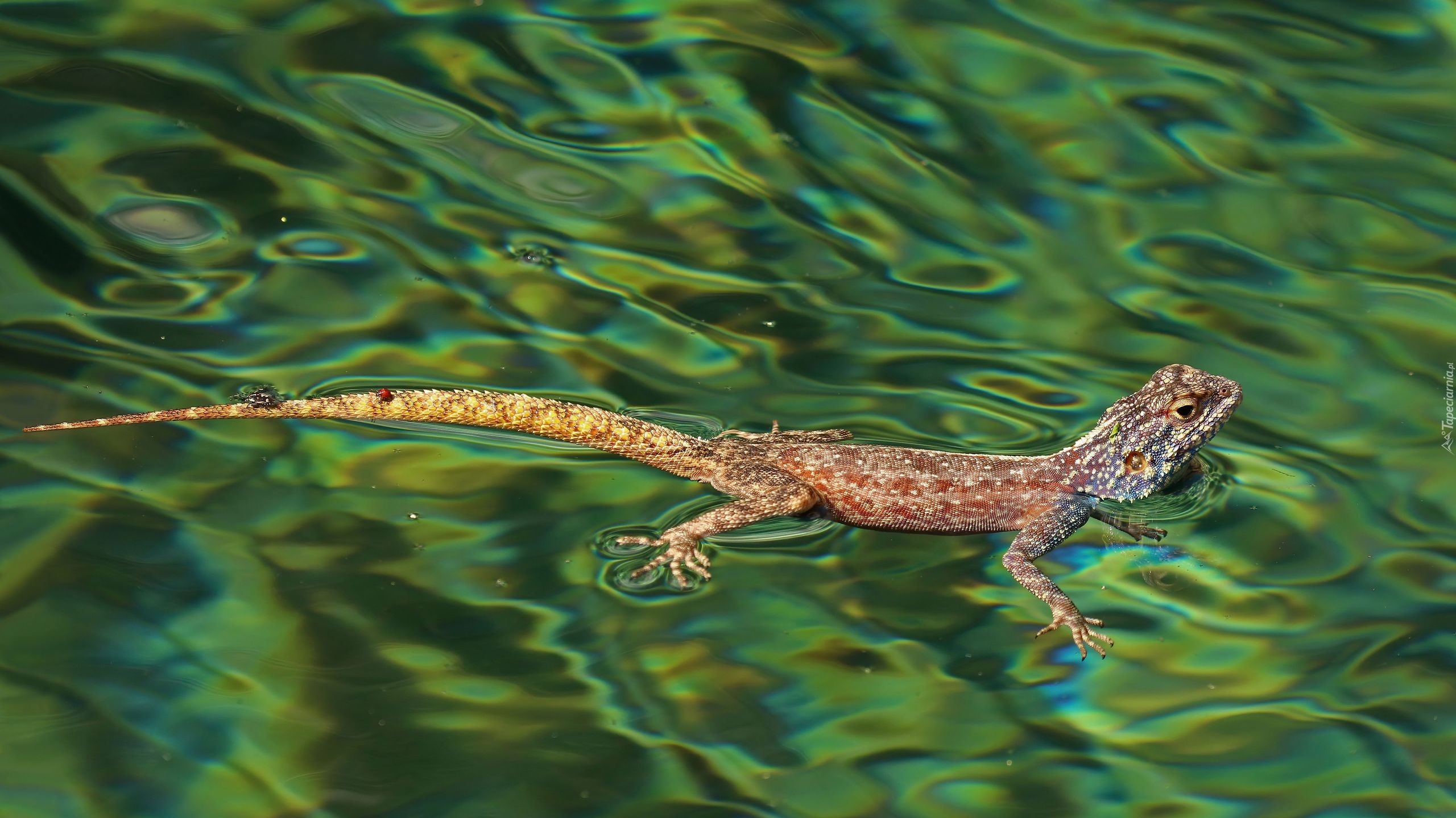 Agama karłowata, Jaszczurka