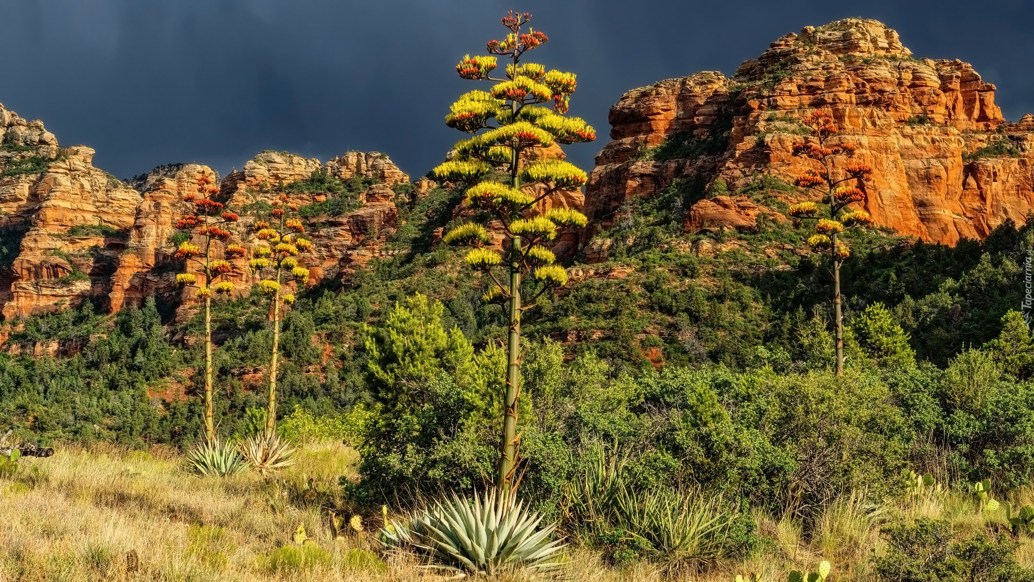 Sedona, Stany Zjednoczone, Drzewa, Góry, Agawy