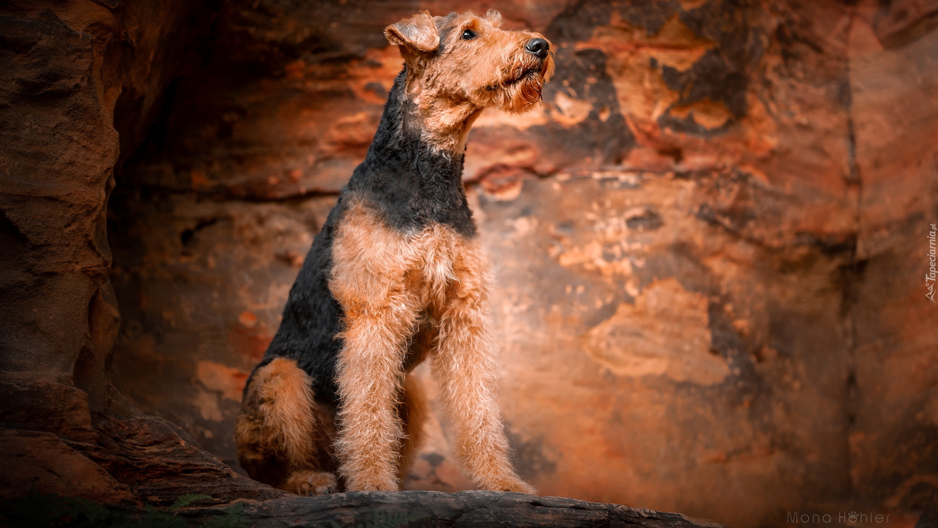 Siedzący, Pies, Airedale terrier