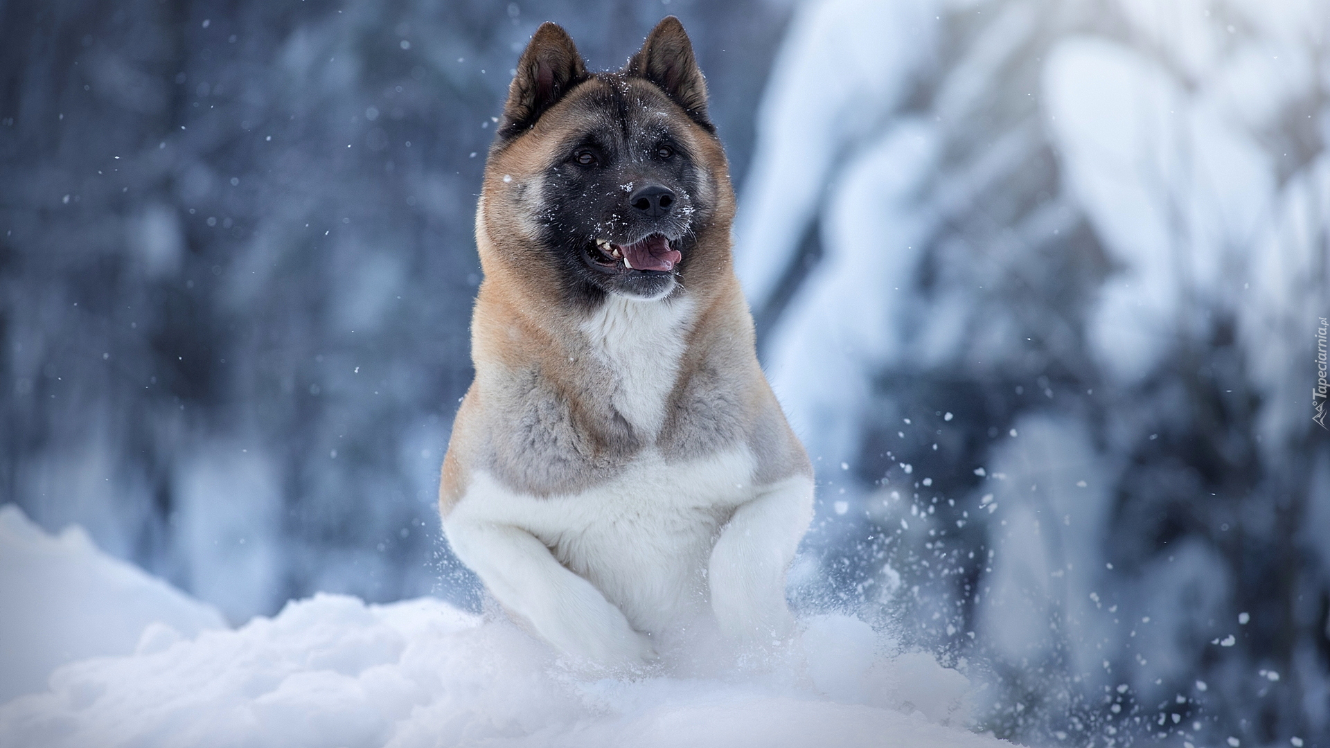 Zima, Pies, Akita amerykańska, Śnieg, Zbliżenie