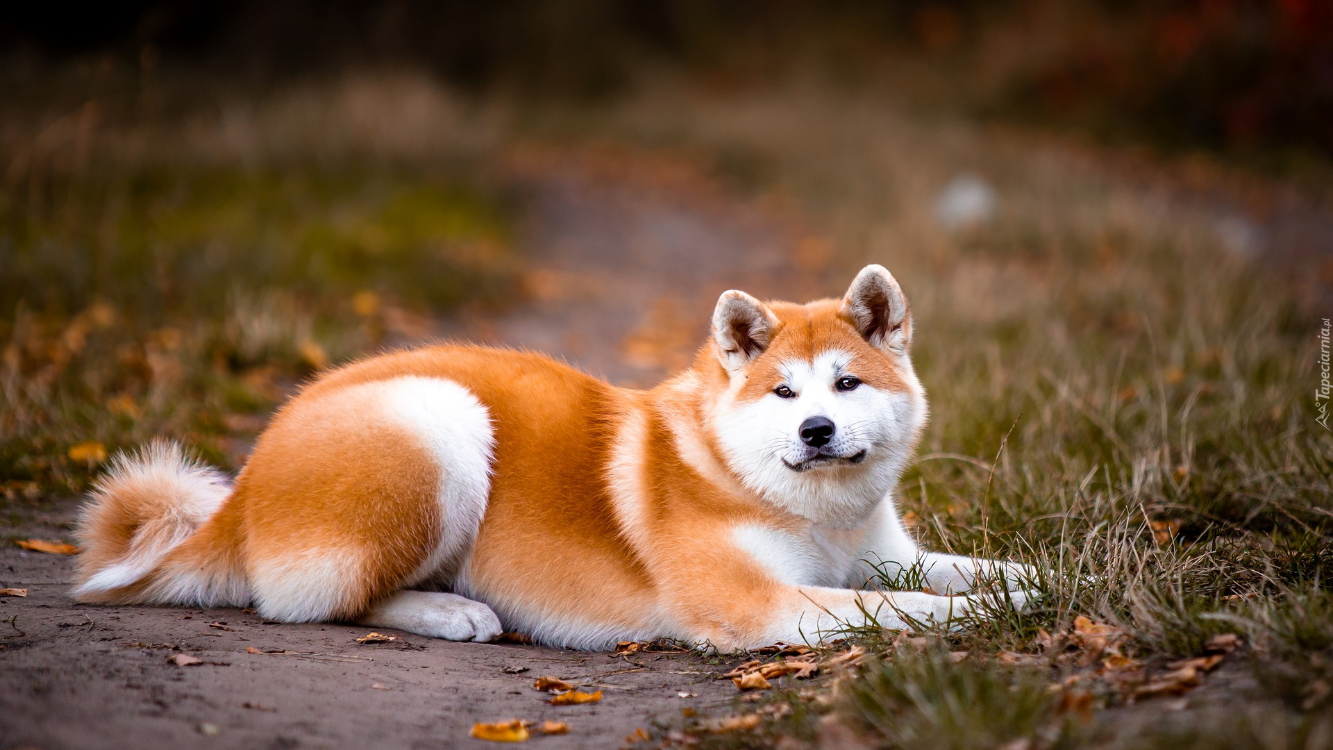 Leżący, Rudo-biały, Pies, Akita inu, Ścieżka, Trawa