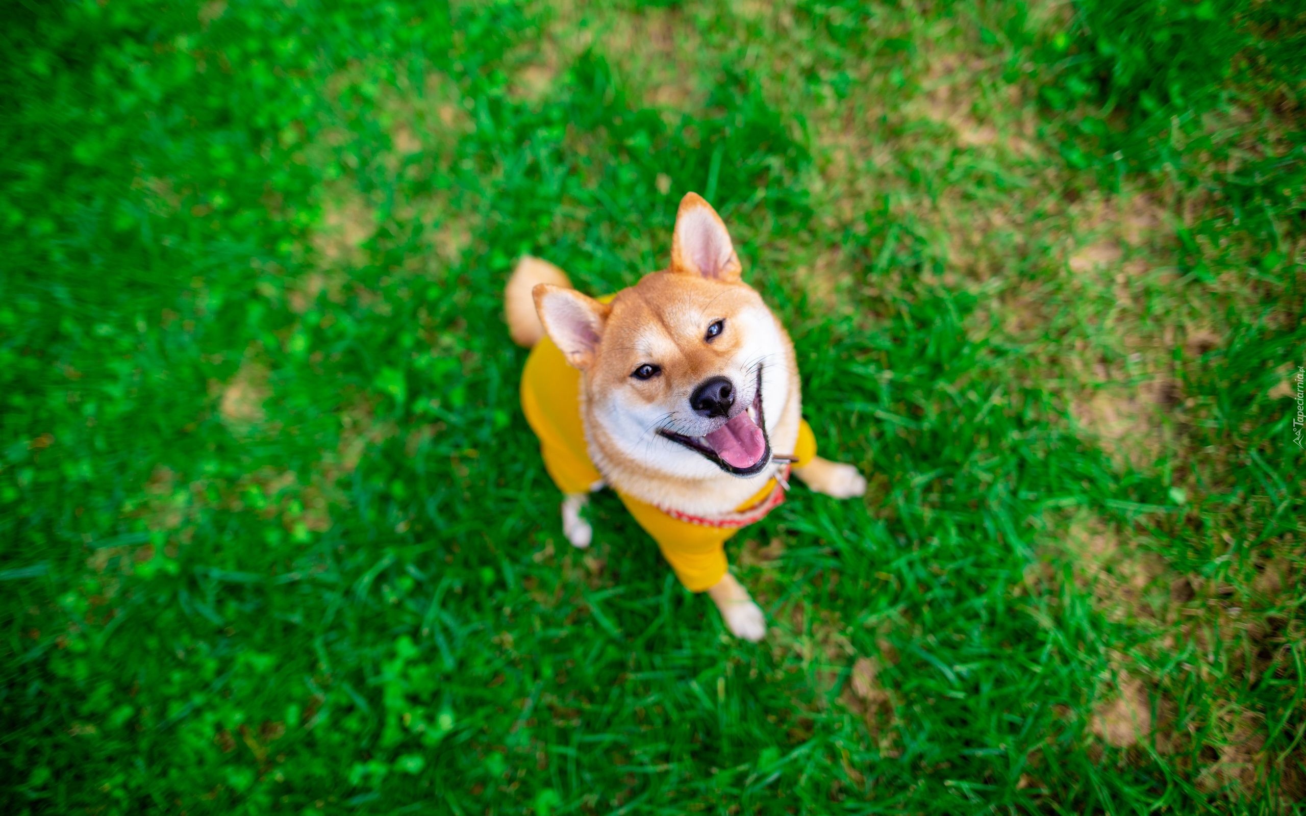 Akita inu, Pies