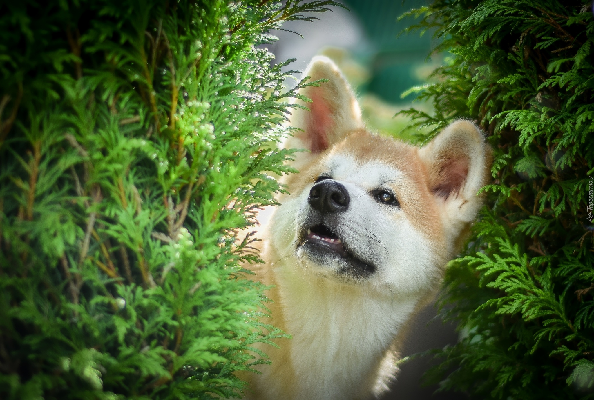 Pies, Akita inu, Zielone, Gałązki