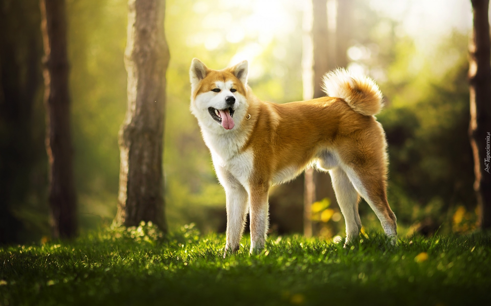 Akita inu, Las