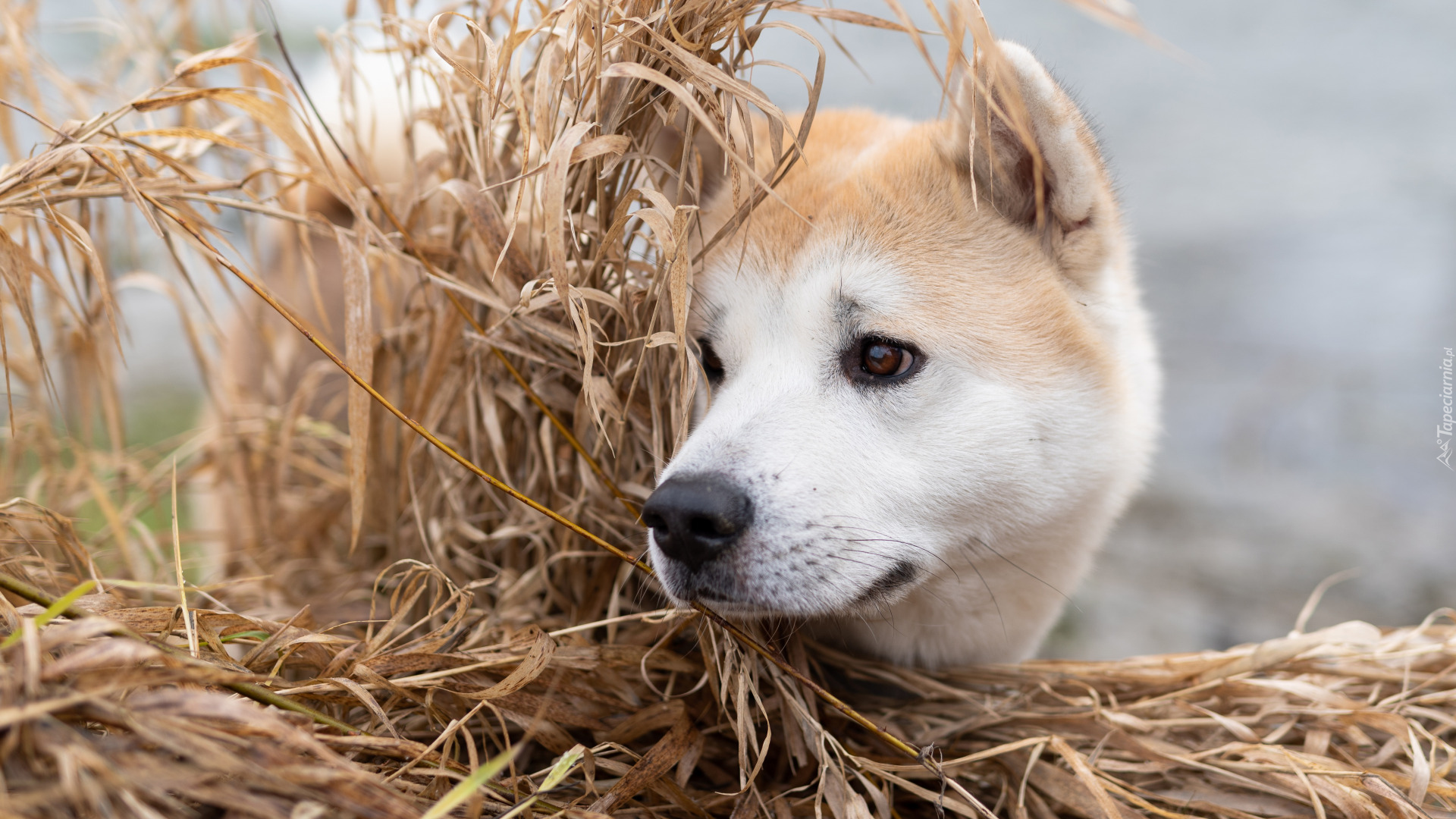 Trawa, Pies, Mordka, Akita inu