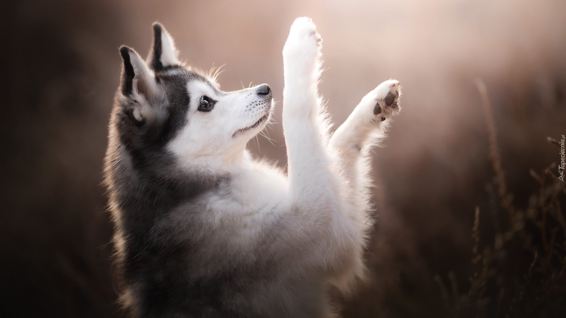 Pies, Alaskan klee kai, Uniesione, Łapki