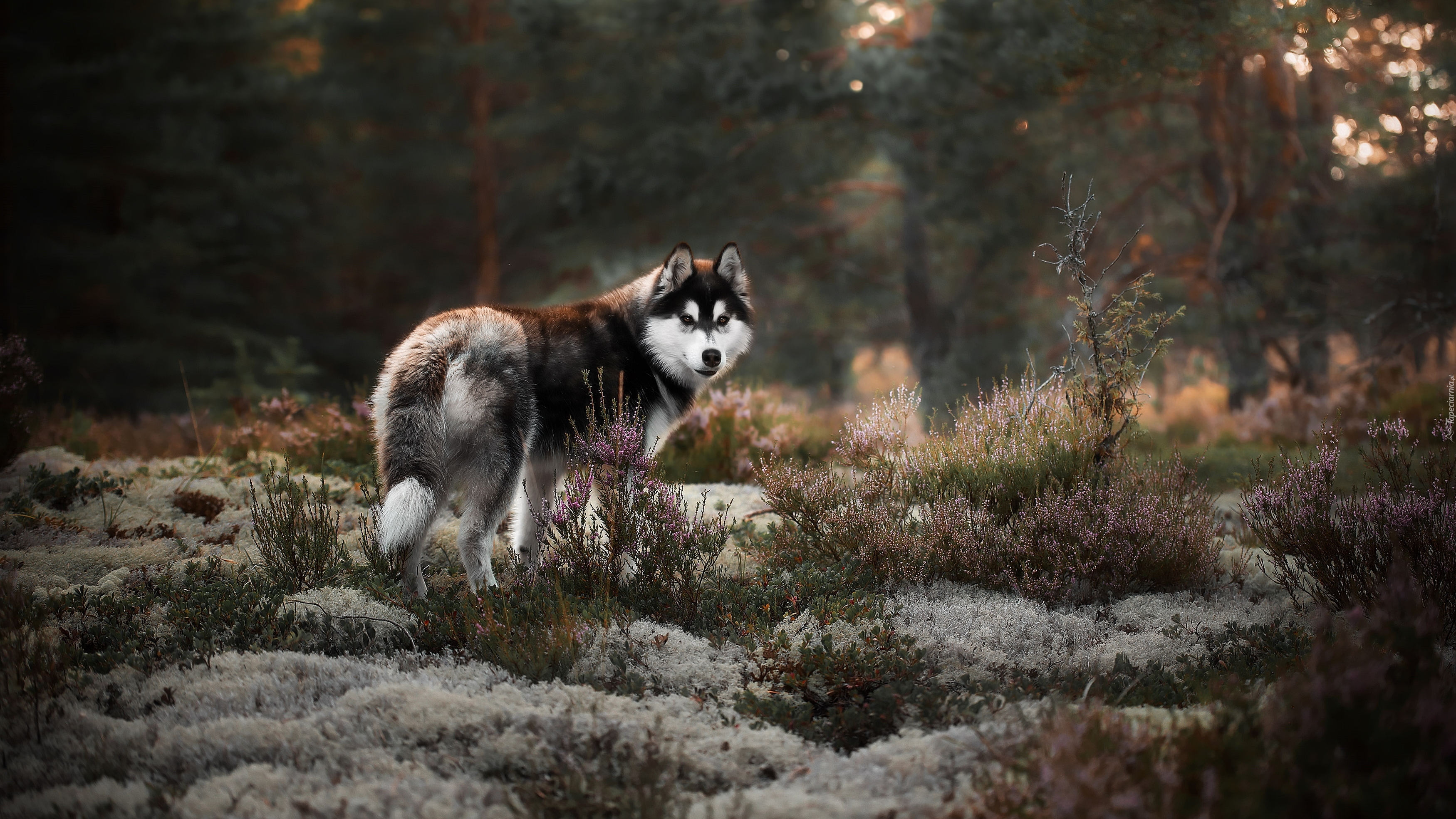 Pies, Alaskan malamute, Wrzosy