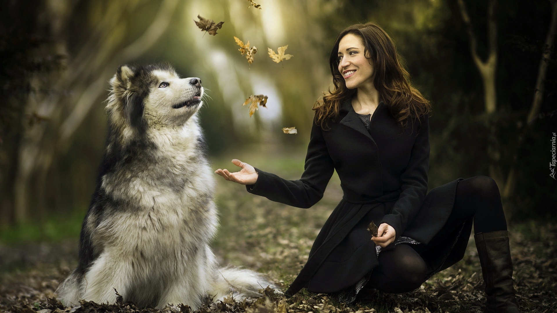 Pies, Alaskan malamute, Kobieta, Liście