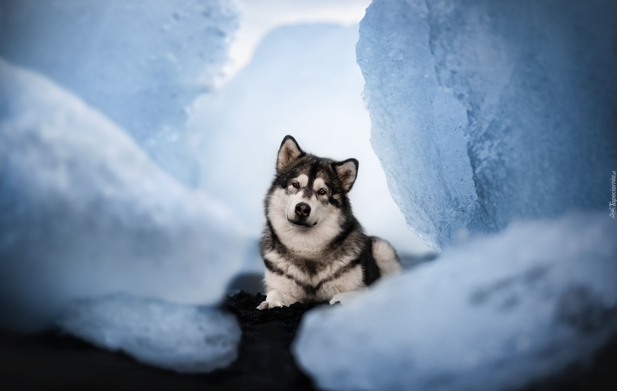 Pies, Alaskan malamute, Spojrzenie