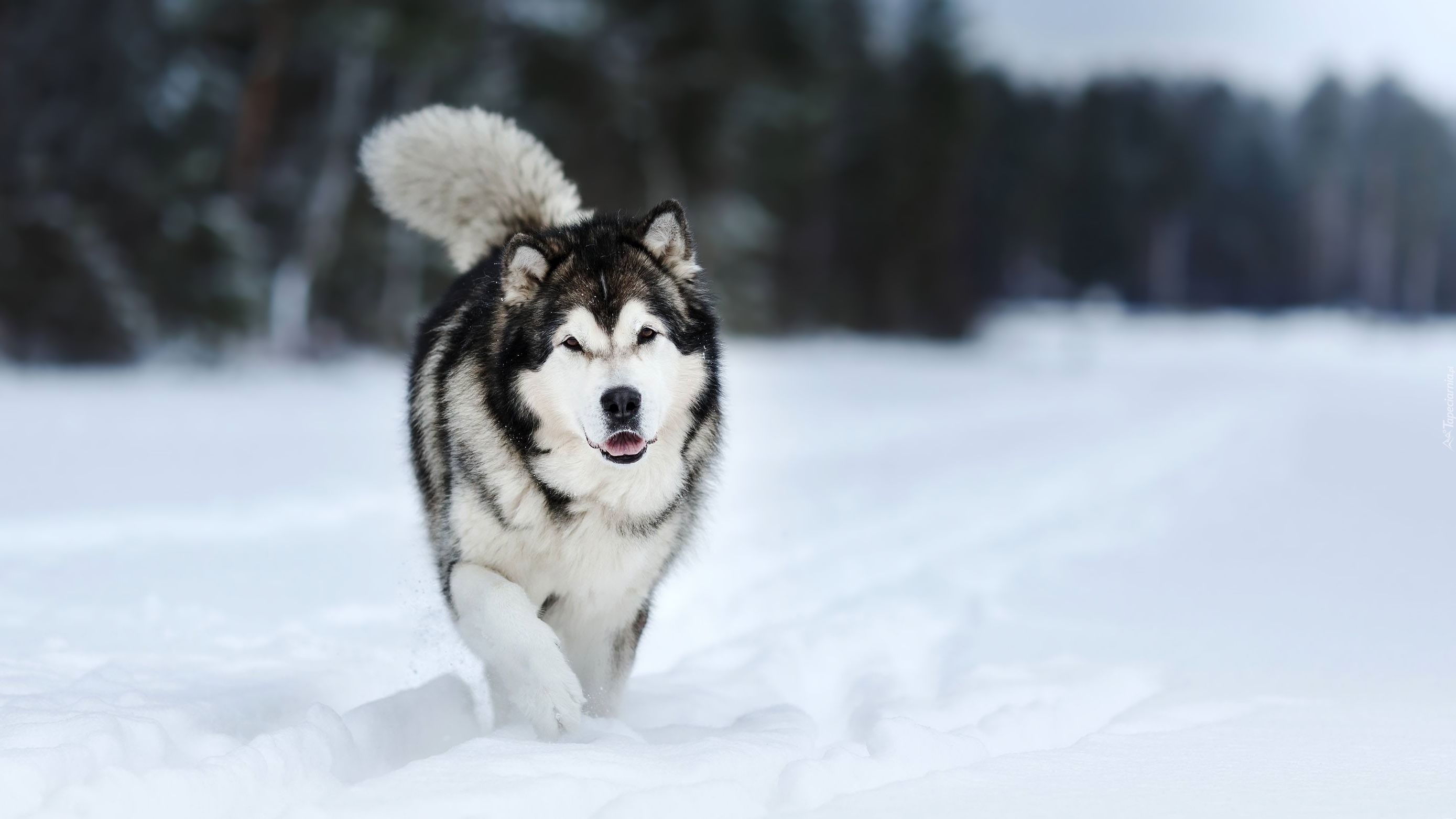 Pies, Alaskan malamute, Śnieg