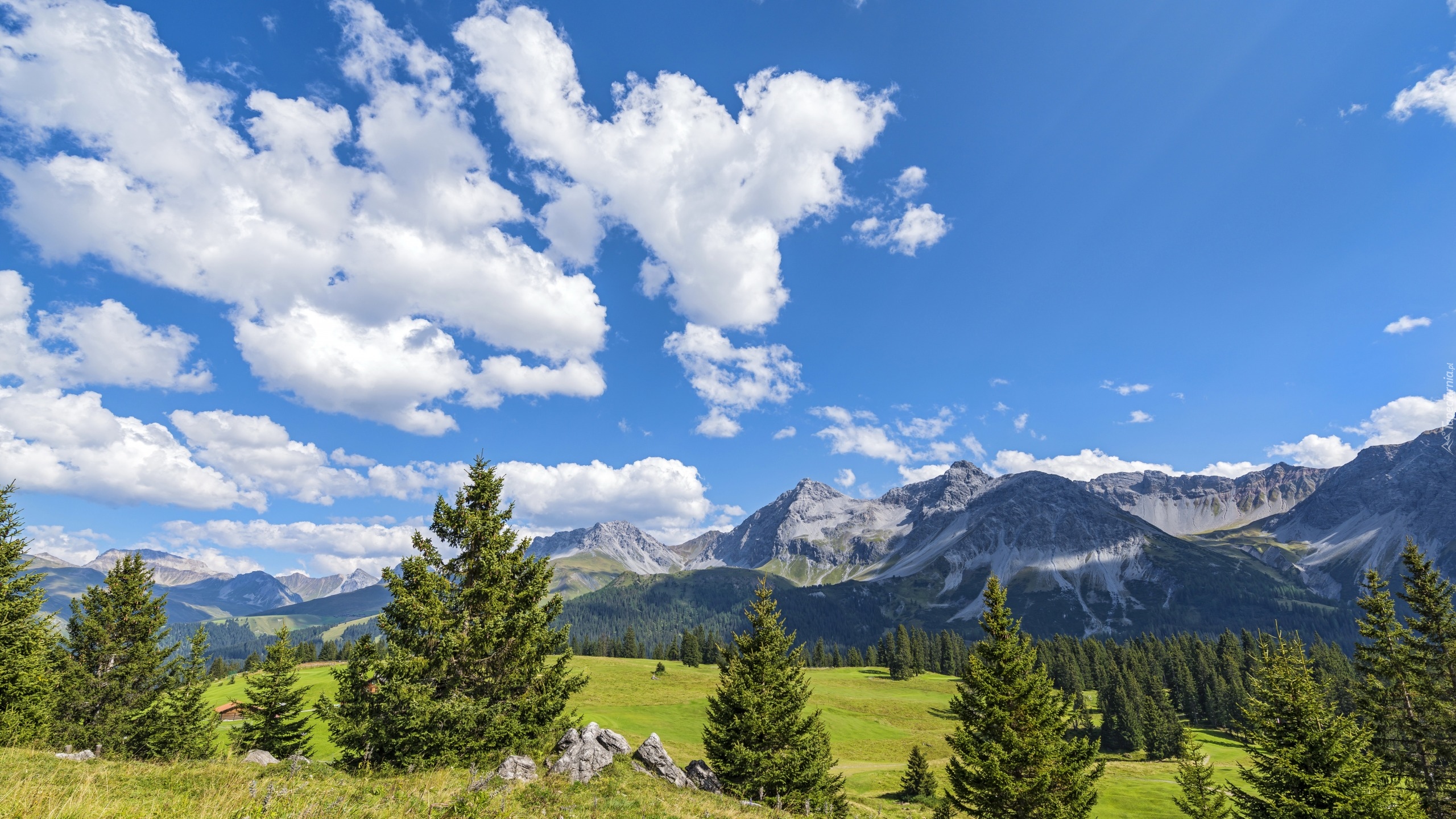 Szwajcaria, Davos, Góry Albula-Alpen, Drzewa, Łąki, Chmury