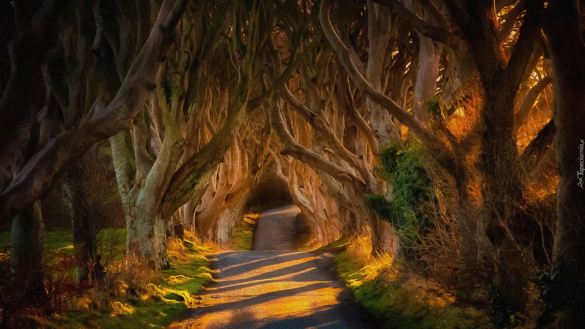 Droga, Aleja, Bukowa, Dark Hedges, Drzewa, Buki, Hrabstwo Antrim, Irlandia Północna