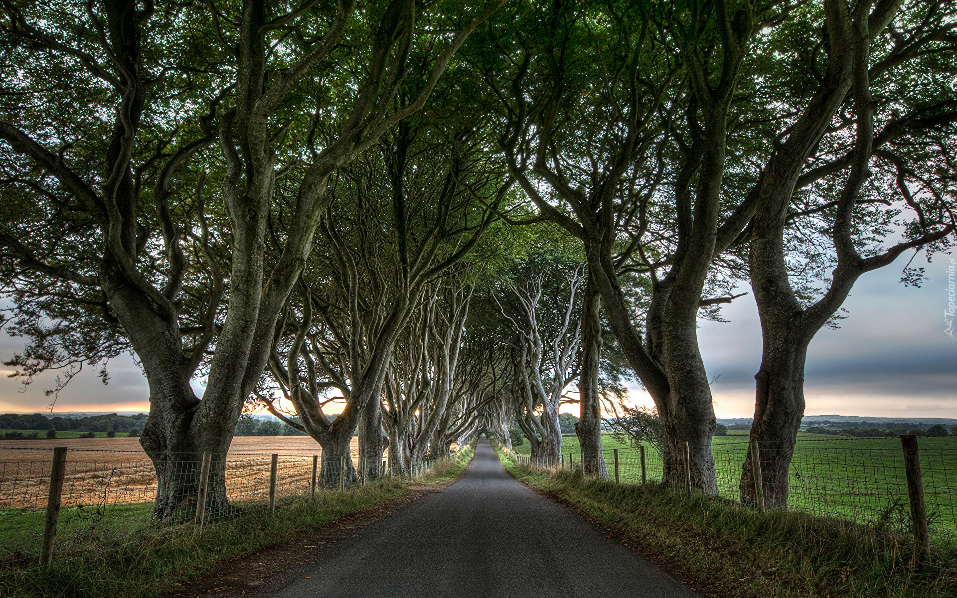 Droga, Pola, Ogrodzenie, Drzewa, Buki, Aleja, Dark Hedges, Irlandia Północna