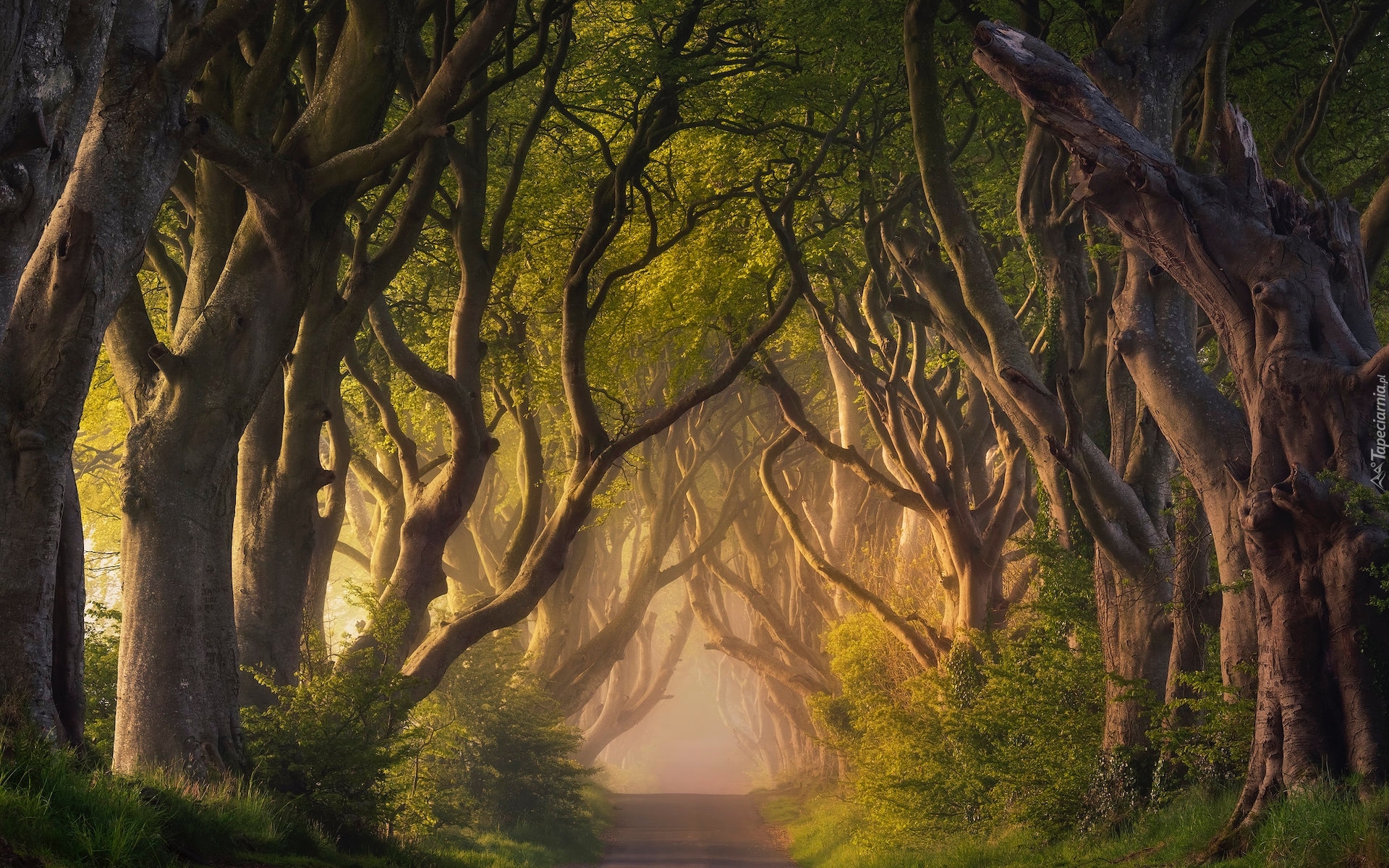 Irlandia Północna, Hrabstwo Antrim, Aleja Dark Hedges, Droga, Drzewa, Buki, Mgła