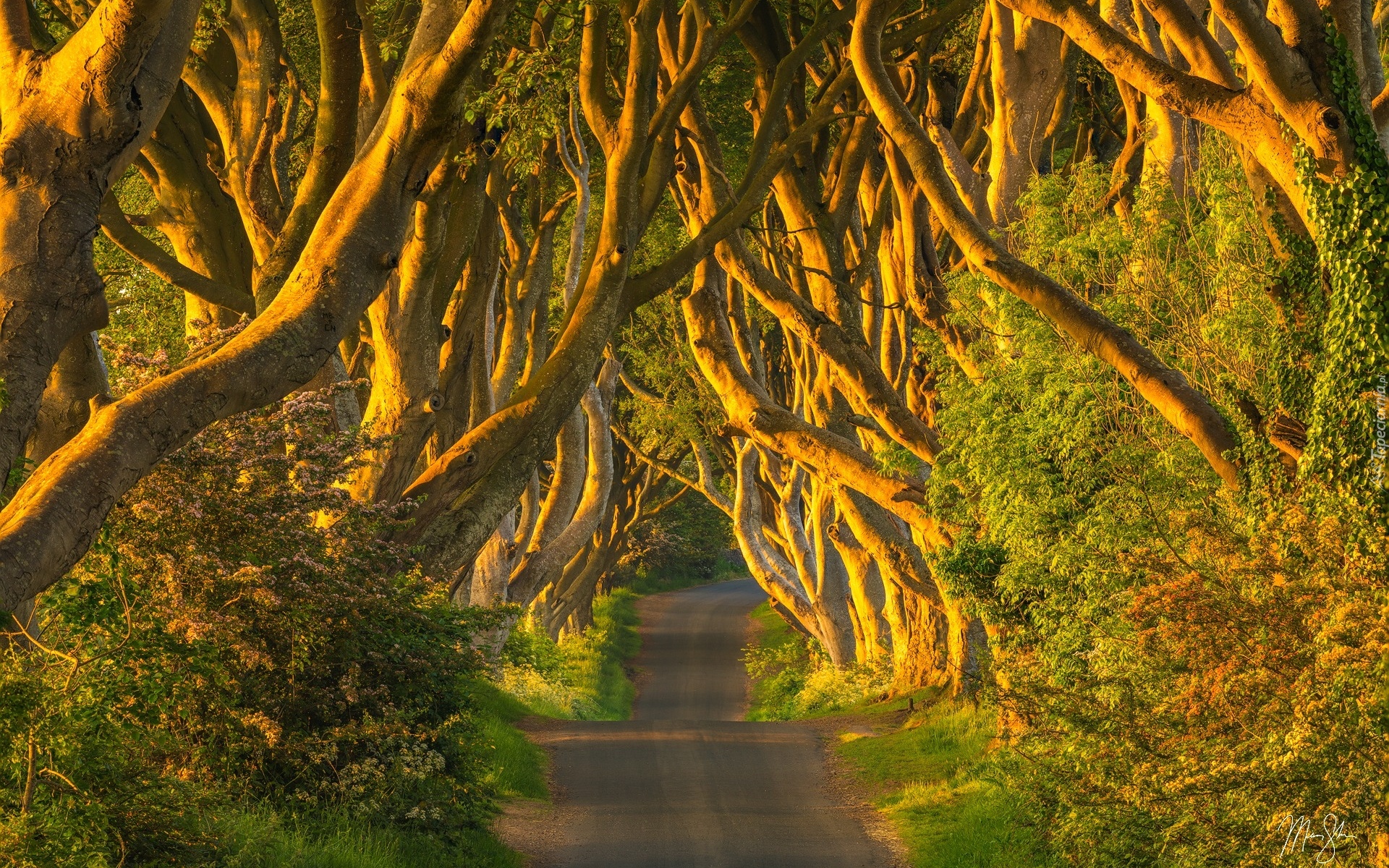 Droga, Aleja, Dark Hedges, Drzewa, Buki, Hrabstwo Antrim, Irlandia Północna