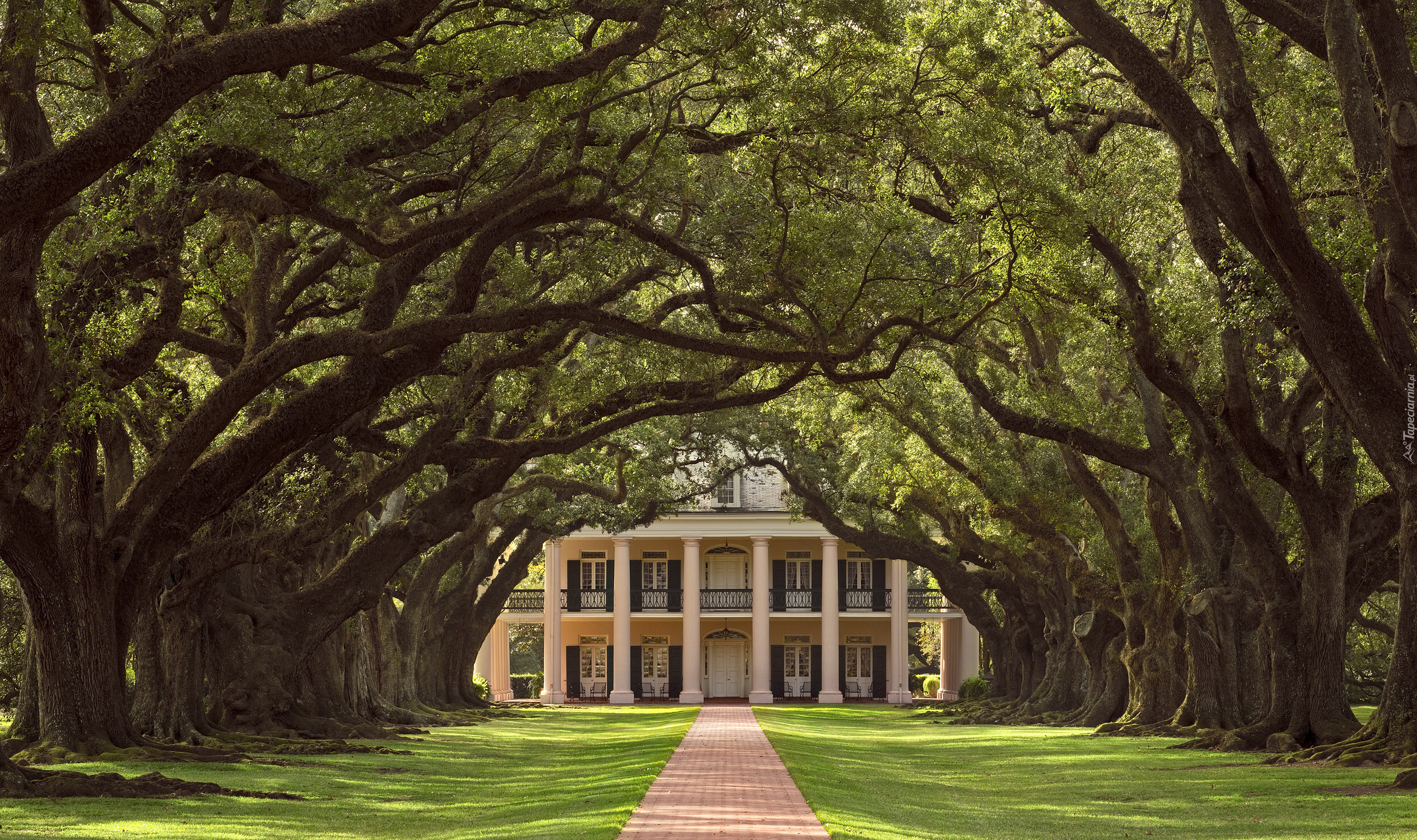 Stany Zjednoczone, Stan Luizjana, Gmina Vacherie, Plantacja Oak Alley Plantation, Willa Oak Alley Plantation, Dom, Droga, Drzewa, Dęby