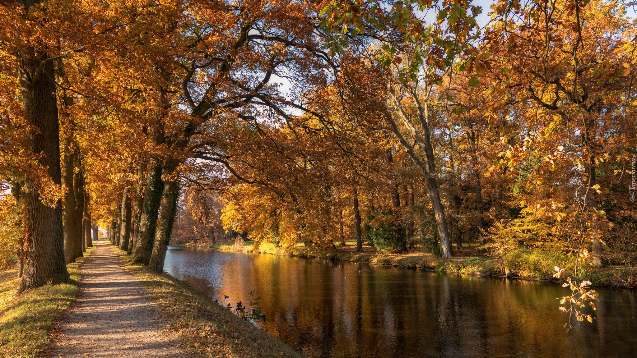 Jesień, Park, Rzeka, Ścieżka, Drzewa, Pożółkłe, Liście