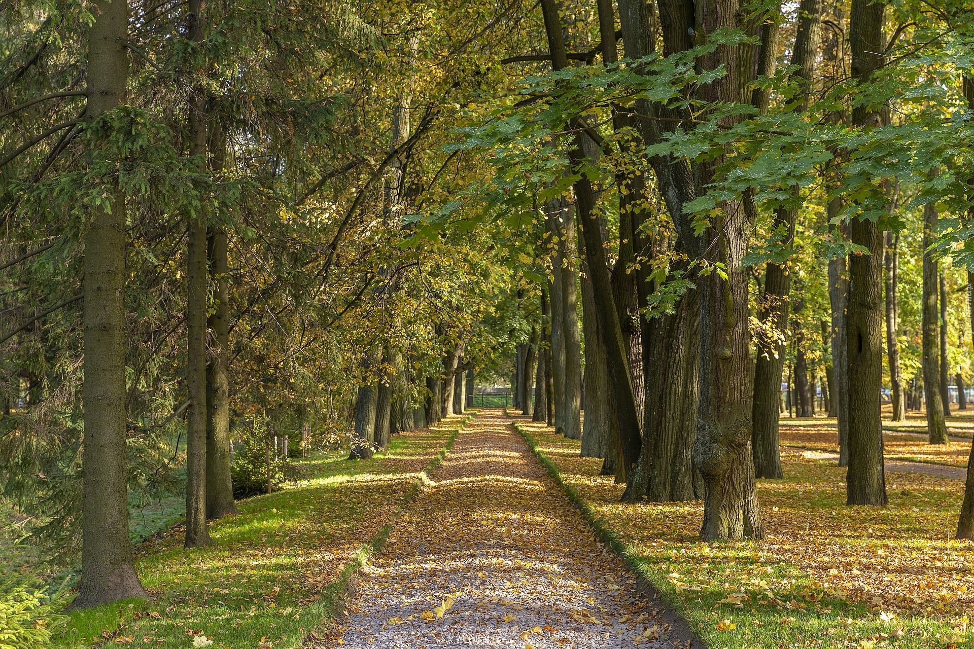 Jesień, Park, Drzewa, Droga, Aleja