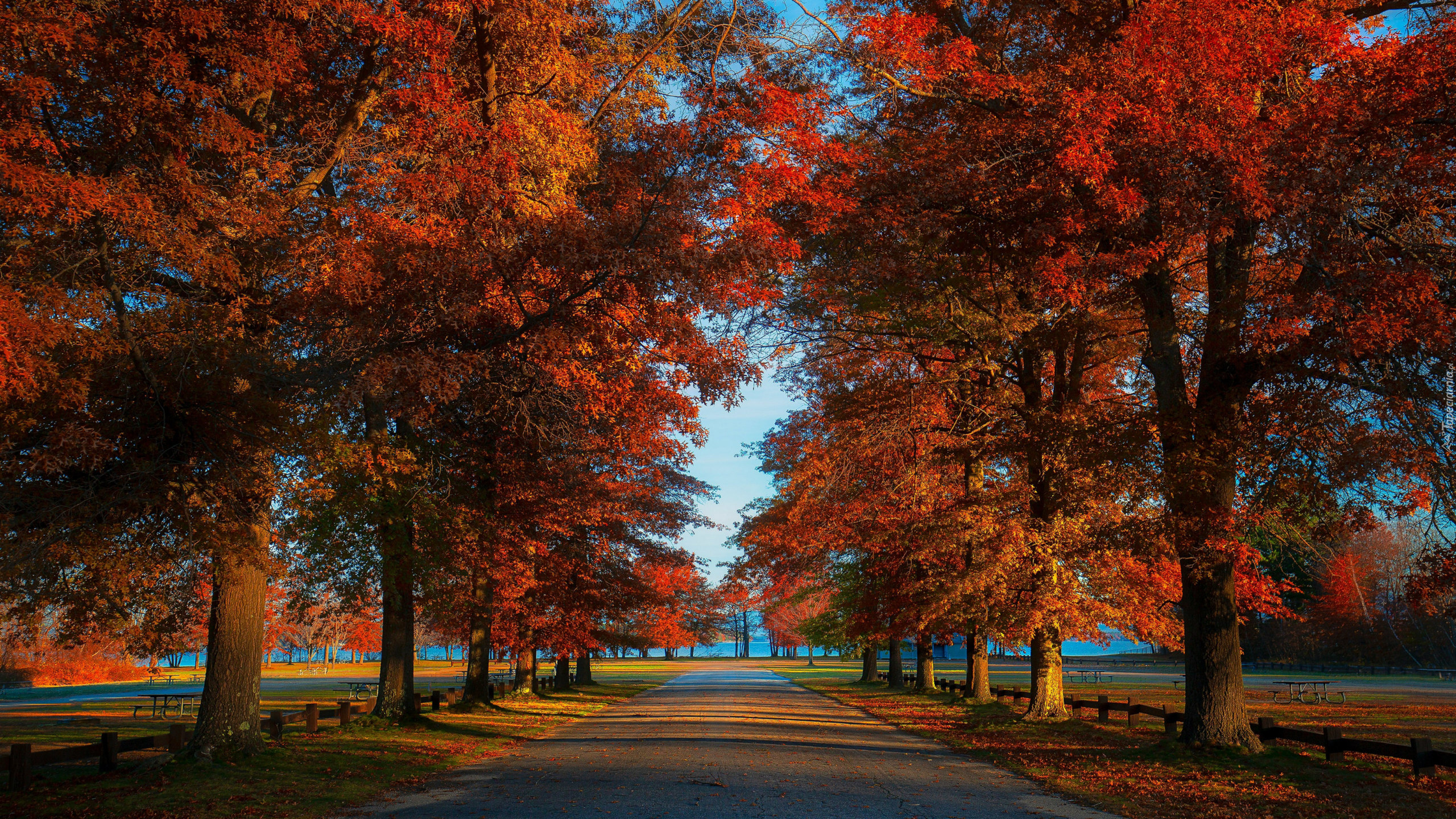 Park, Drzewa, Ławki, Aleja, Jesień