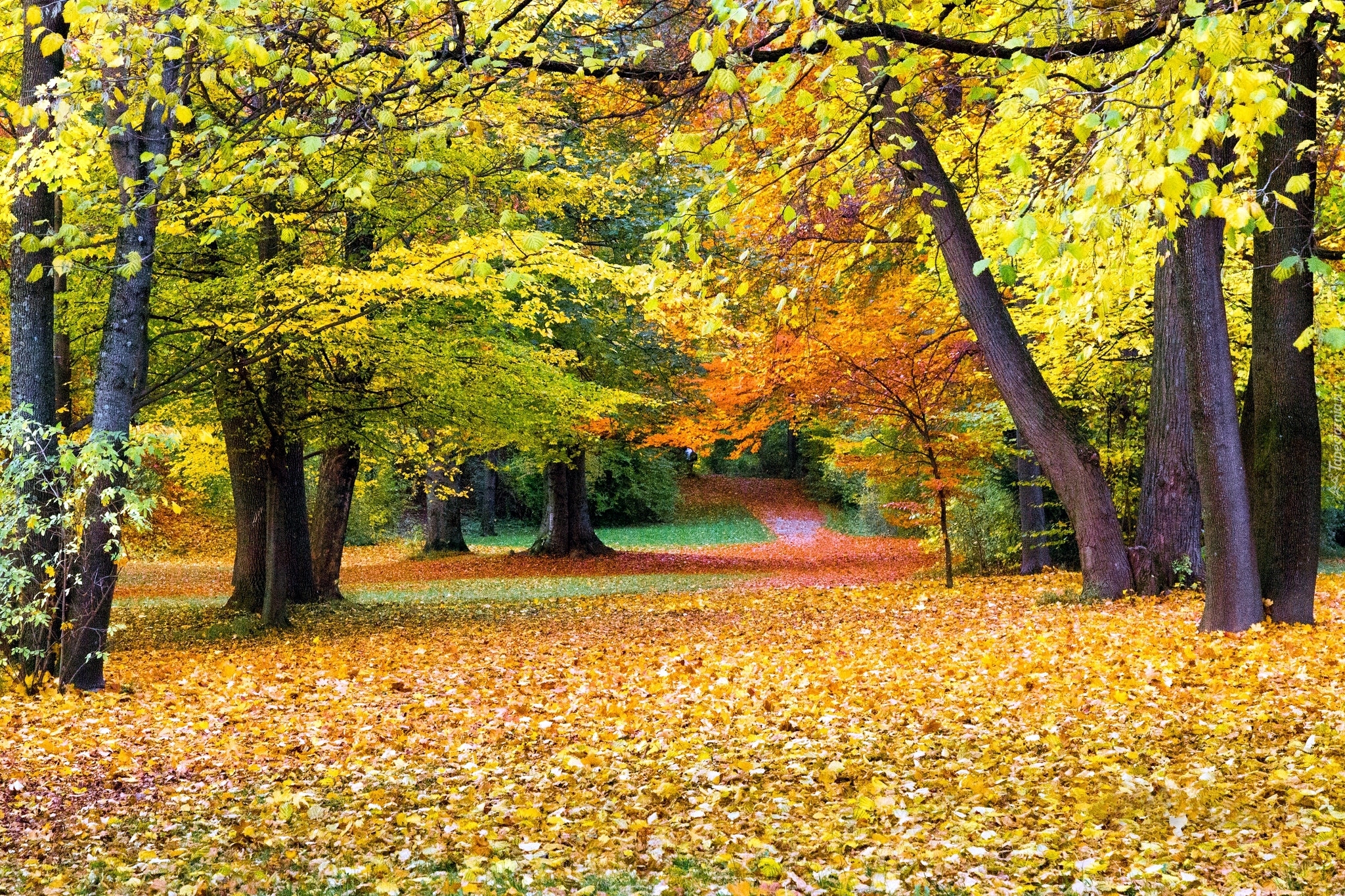 Park, Drzewa, Aleje, Opadłe, Liście, Jesień