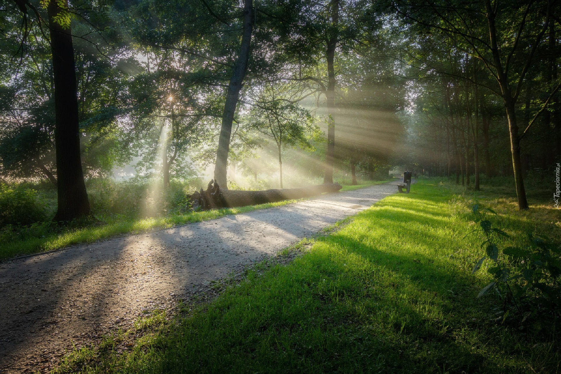 Park, Droga, Drzewa, Ławka, Powalone, Drzewo, Promienie słońca