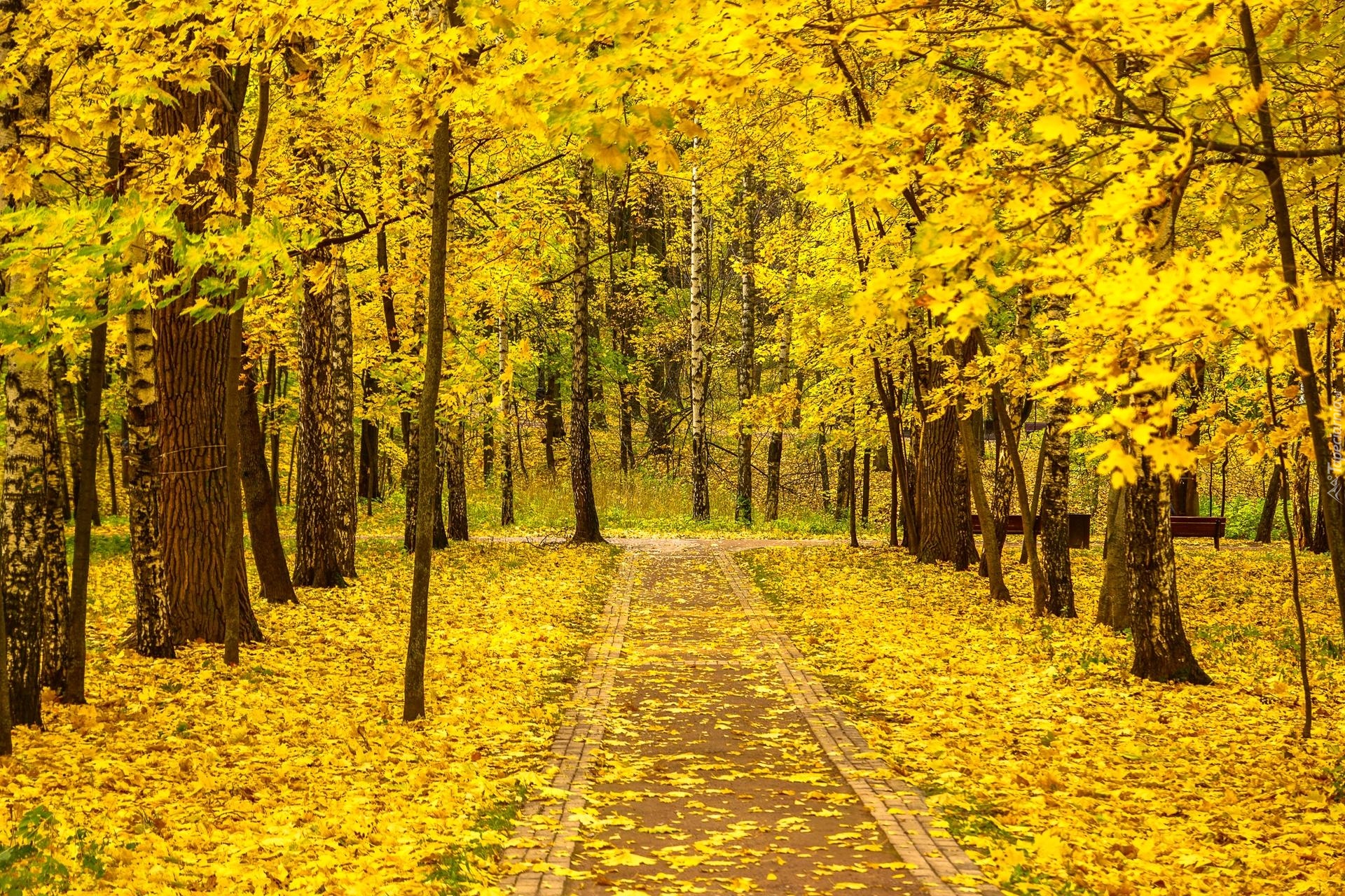 Park, Alejka, Ścieżka, Drzewa, Liście, Ławki, Jesień