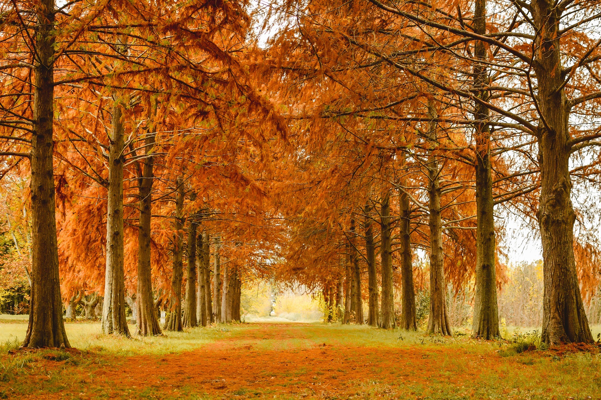 Jesień, Park, Drzewa, Alejka
