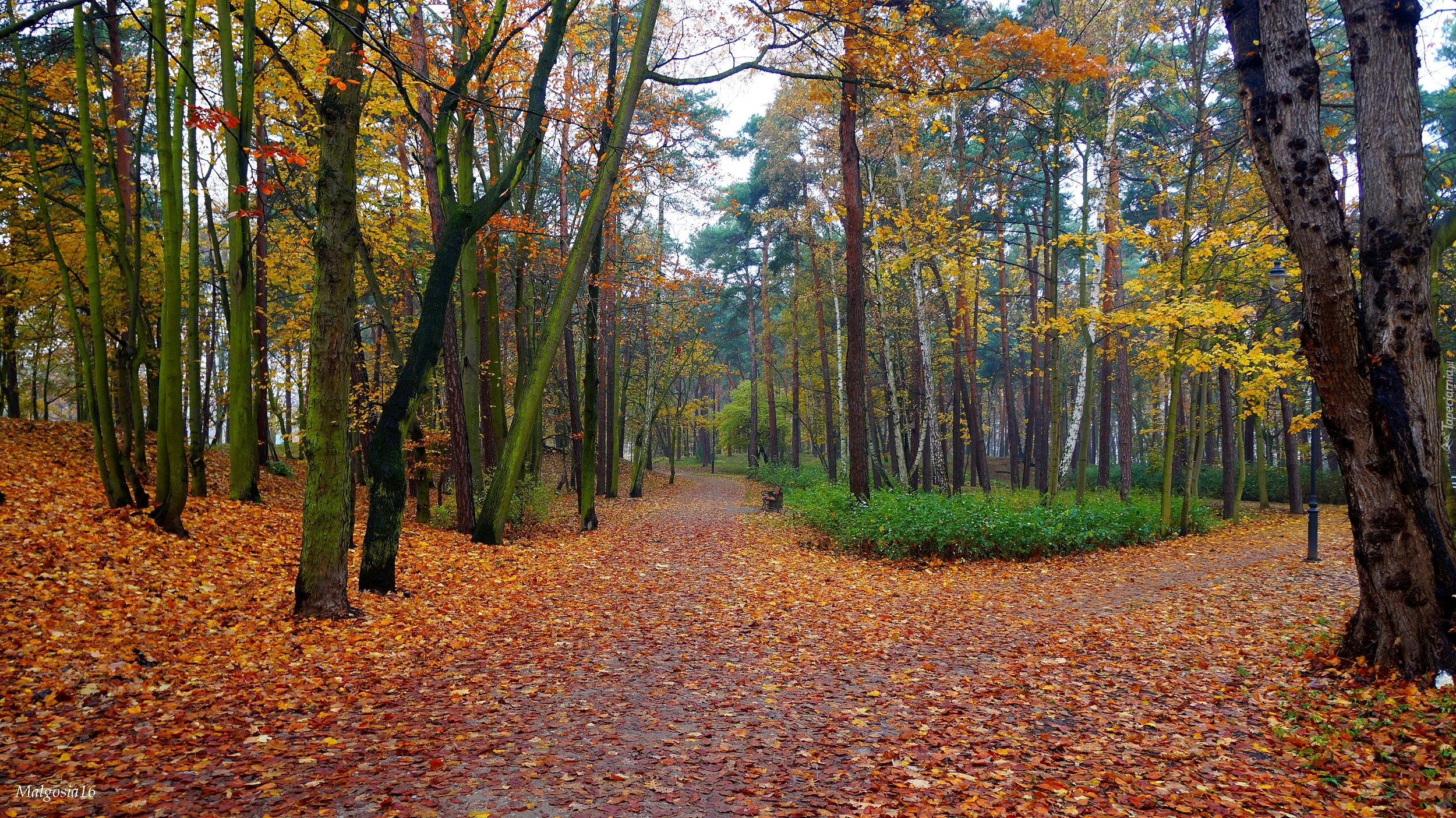 Jesień, Park, Droga, Alejki, Drzewa