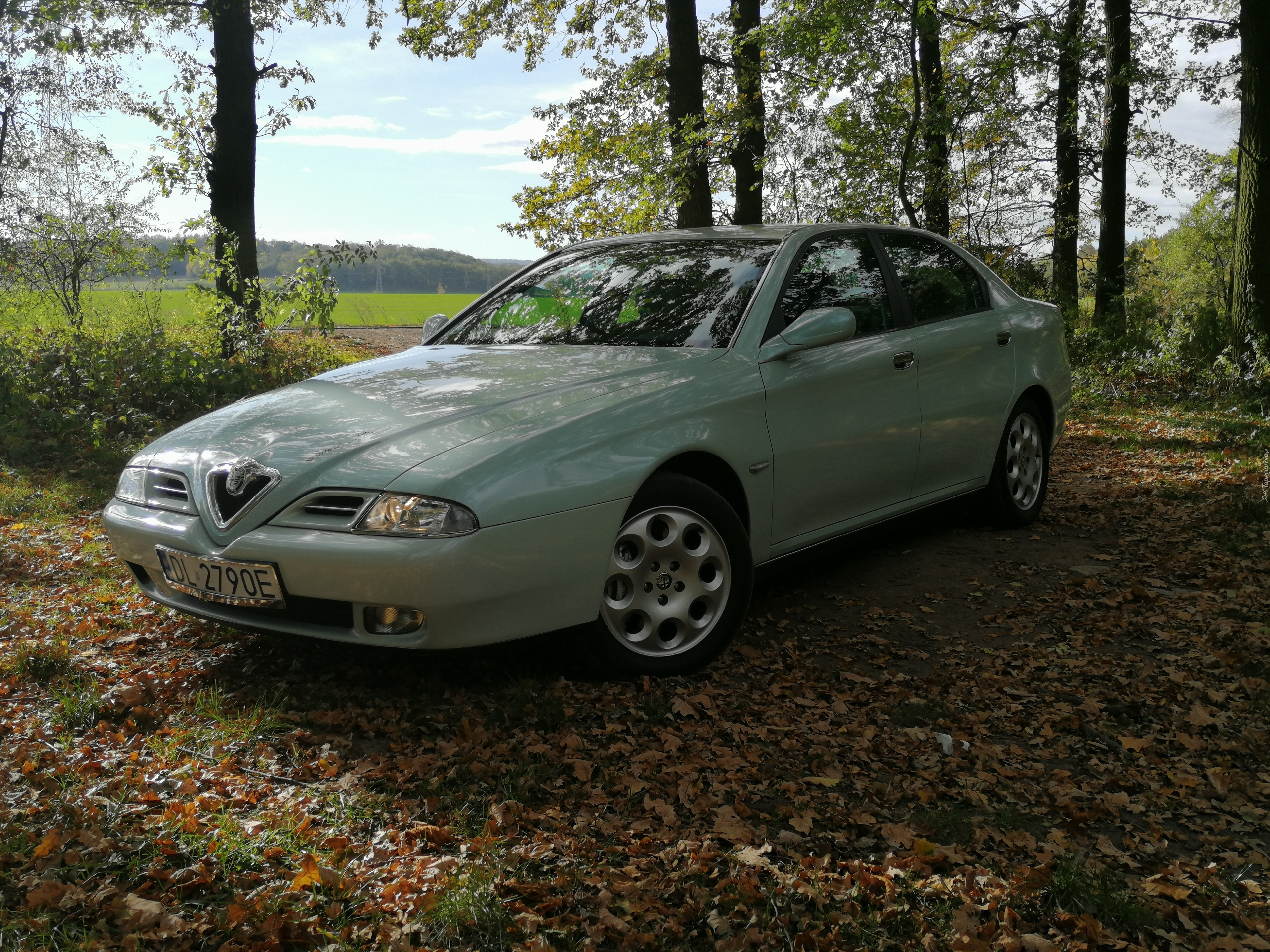 Alfa Romeo 166, Drzewa