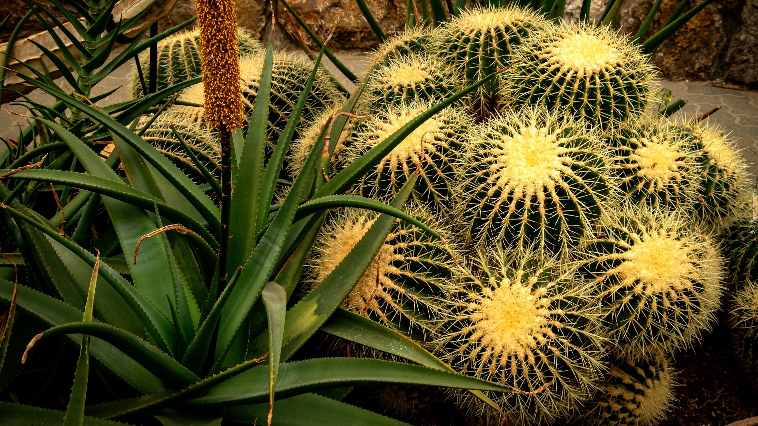 Kaktusy, Aloes, Zbliżenie