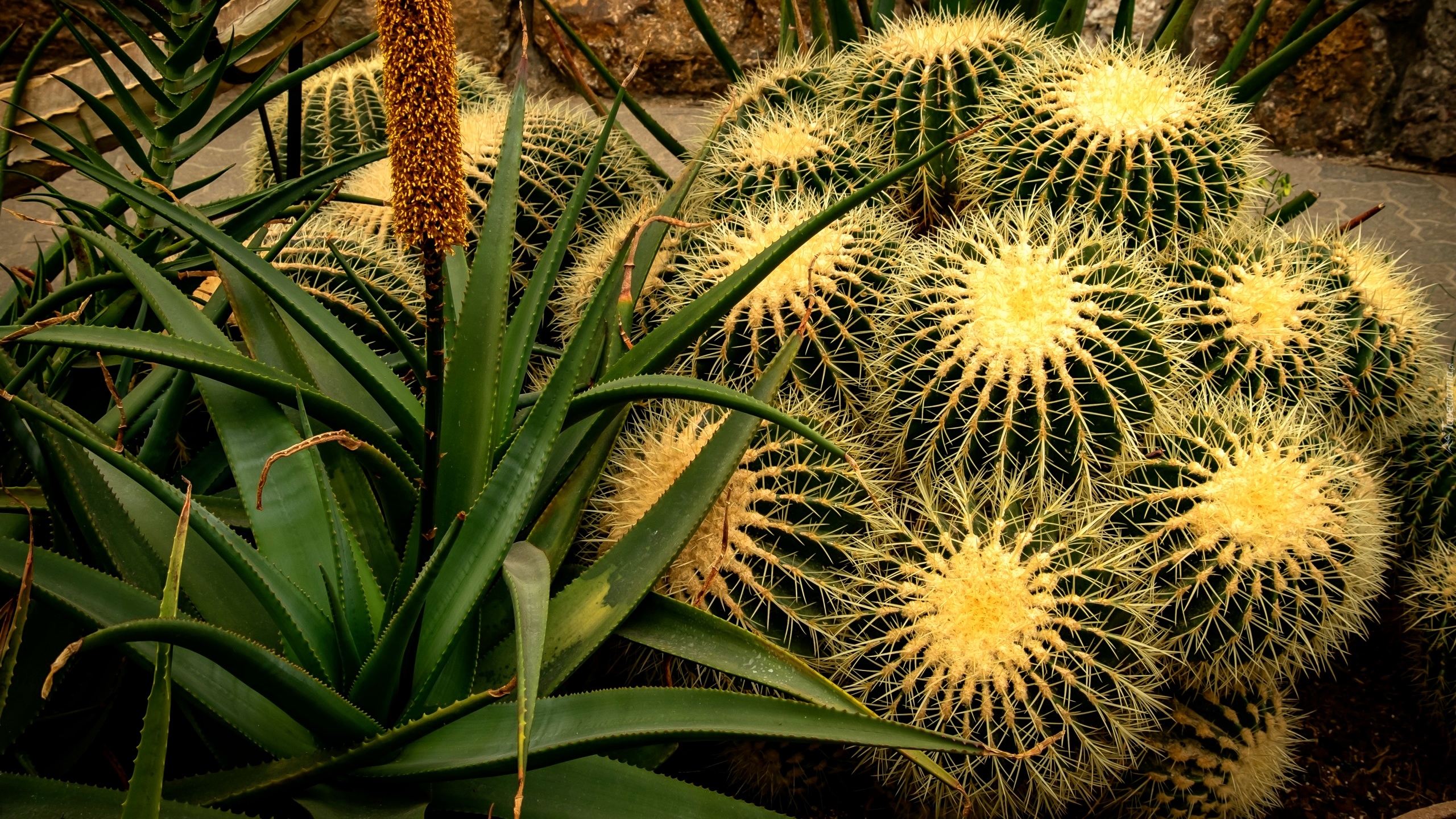 Kaktusy, Aloes, Zbliżenie