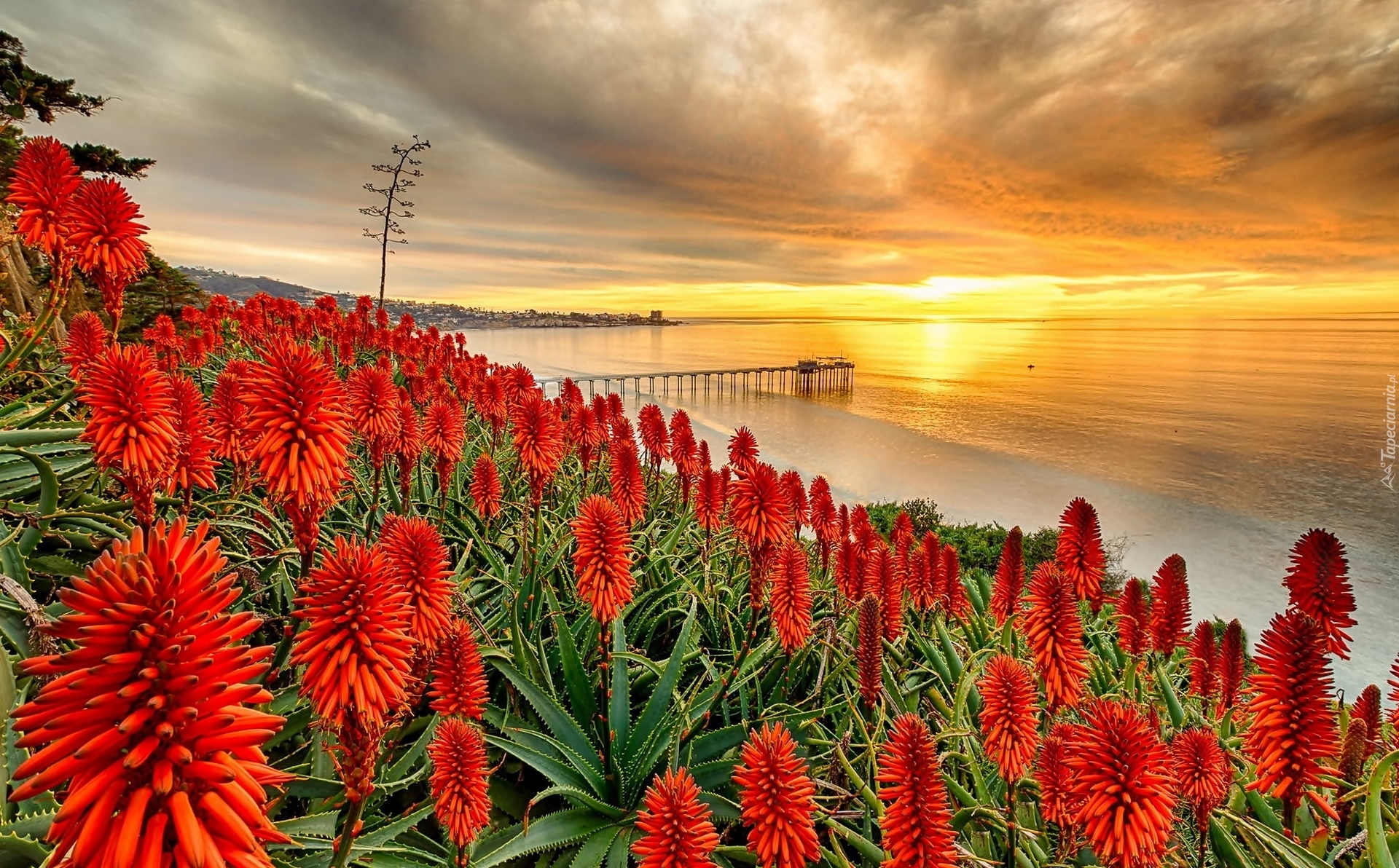 Stany Zjednoczone, San Diego, Aloes, Morze, Molo, Zachód słońca