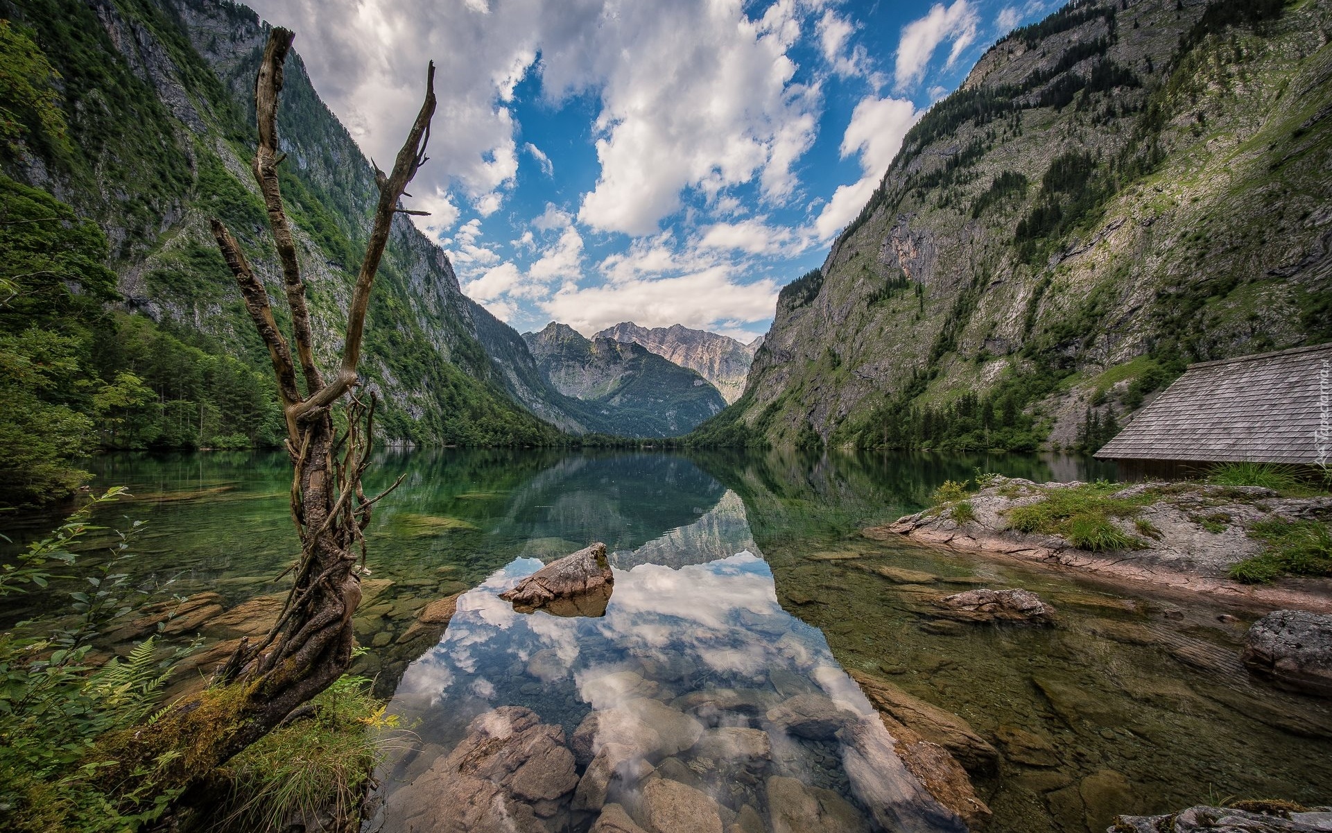 Jezioro Obersee, Góry, Alpy, Chmury, Uschnięte, Drzewo, Park Narodowy Berchtesgaden, Bawaria, Niemcy