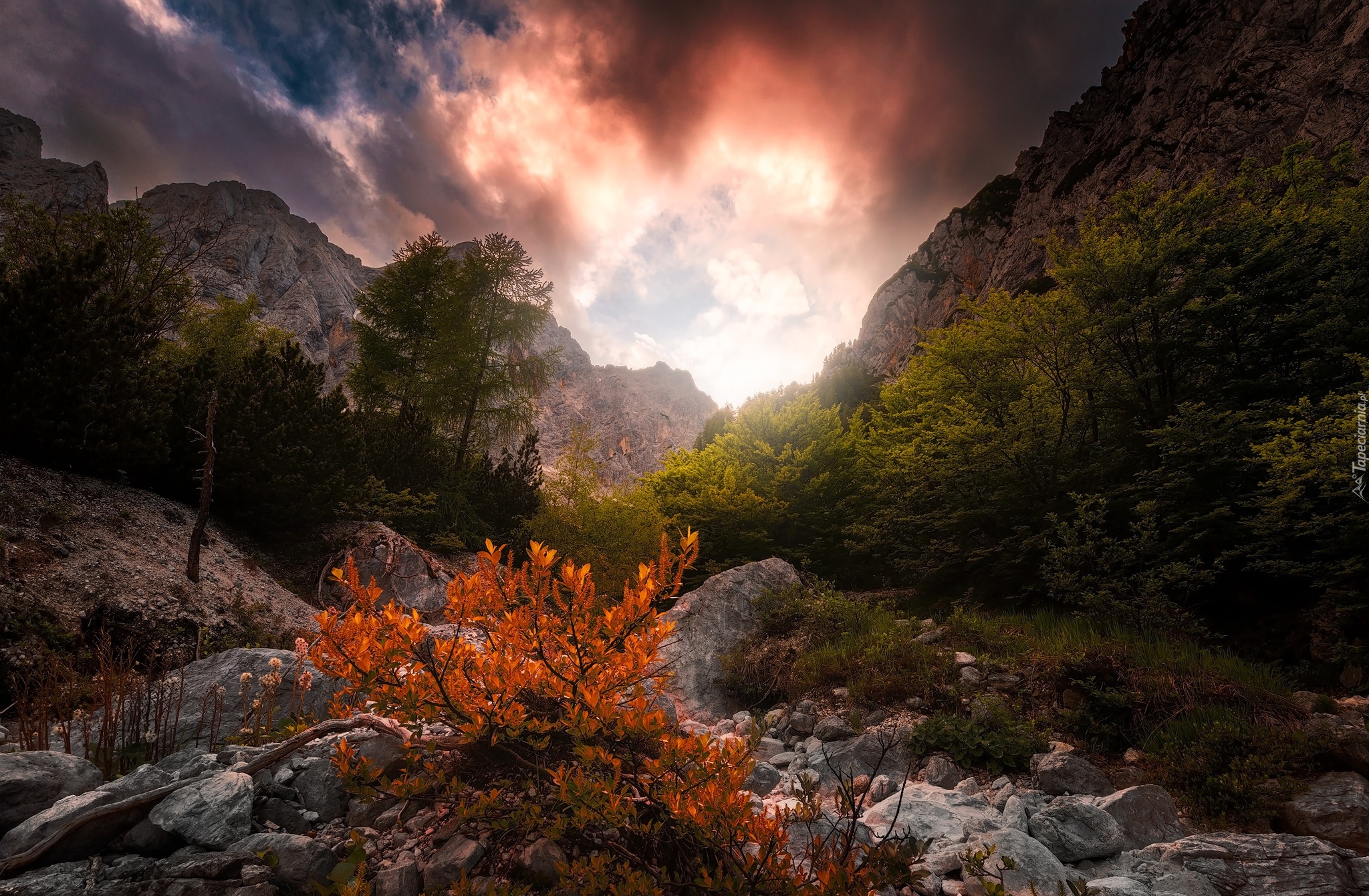 Słowenia, Góry Alpy Julijskie, Triglavski Park Narodowy, Drzewa, Skały, Zachód słońca