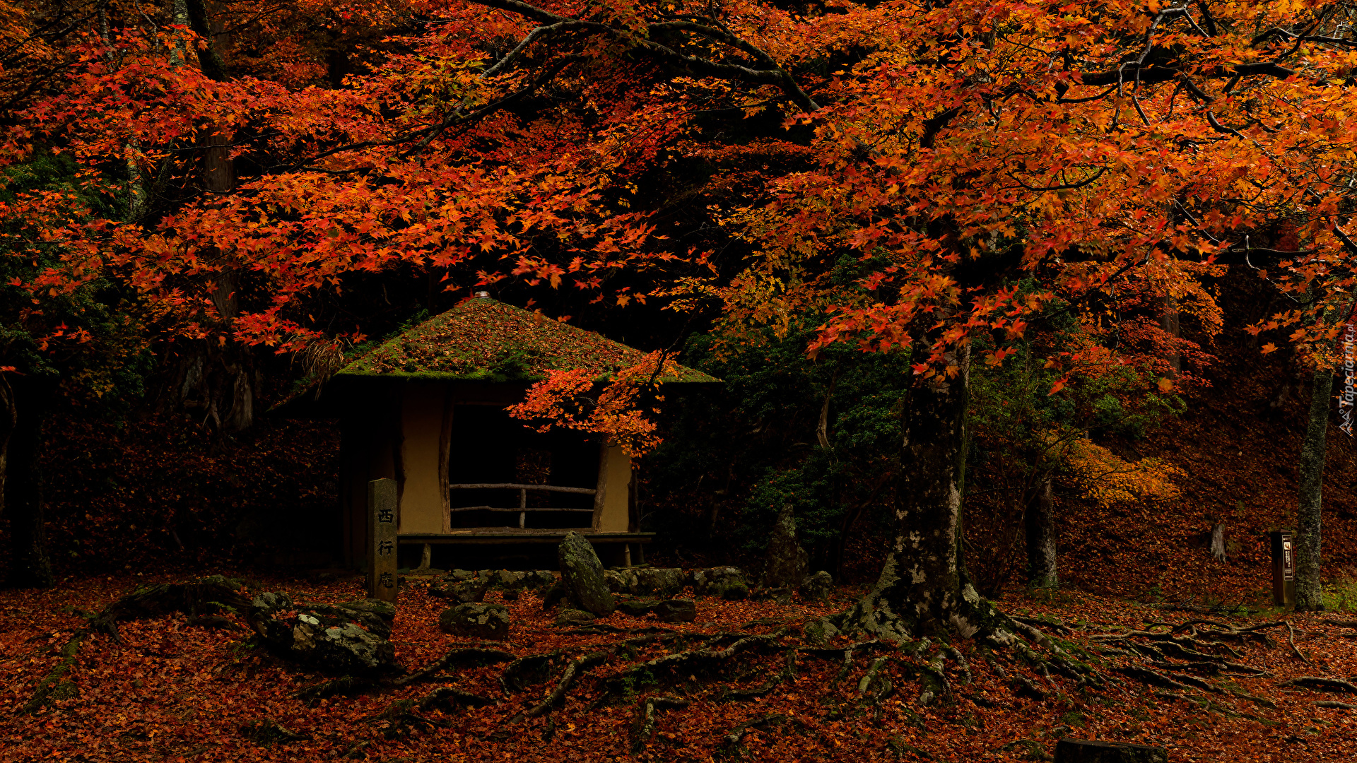 Jesień, Drzewa, Czerwonawe, Liście, Altana, Park w Nara, Miejscowość Nara, Japonia