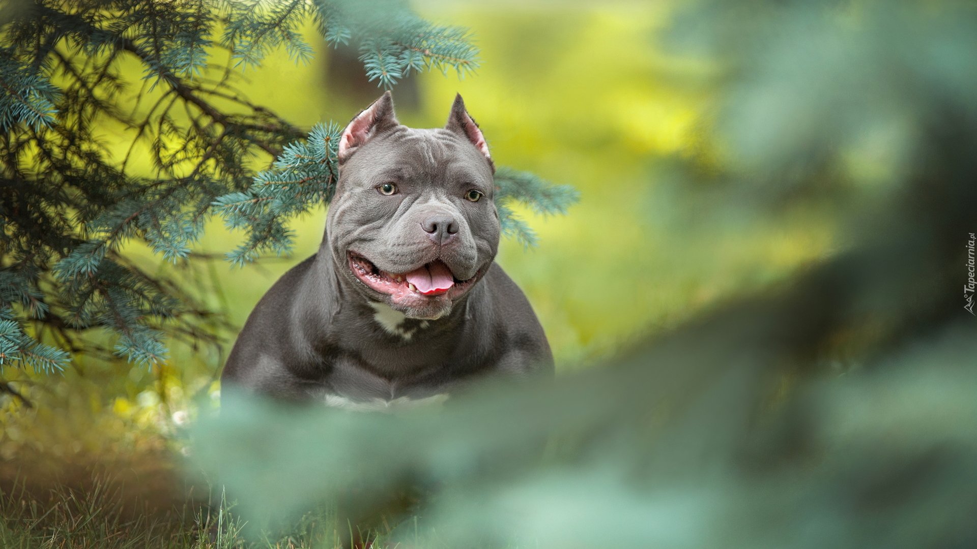 Pies, American Bully, Gałązki