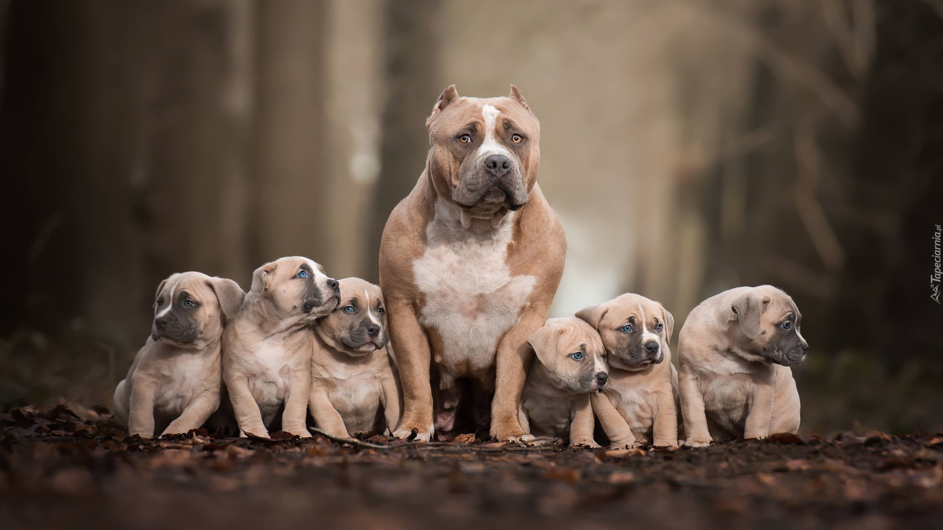 Pies, Szczeniaki, American bully