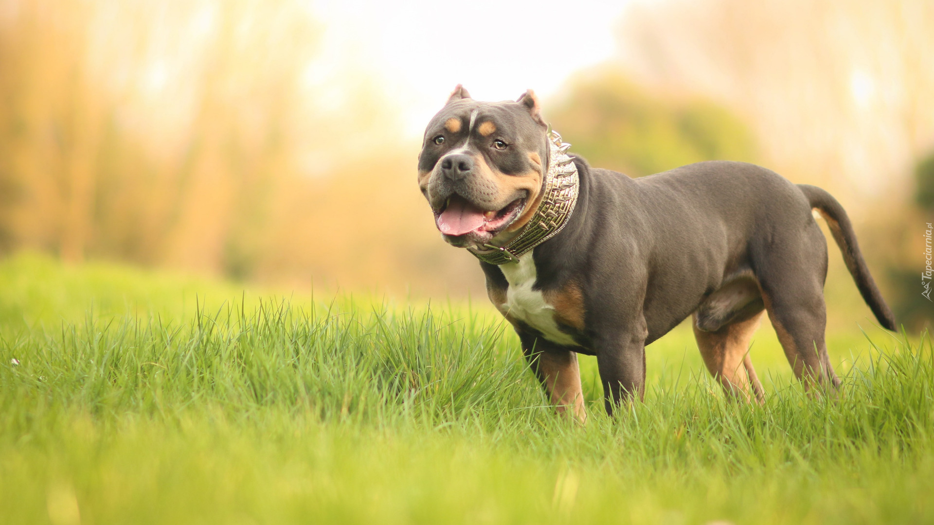 Pies, American Bully