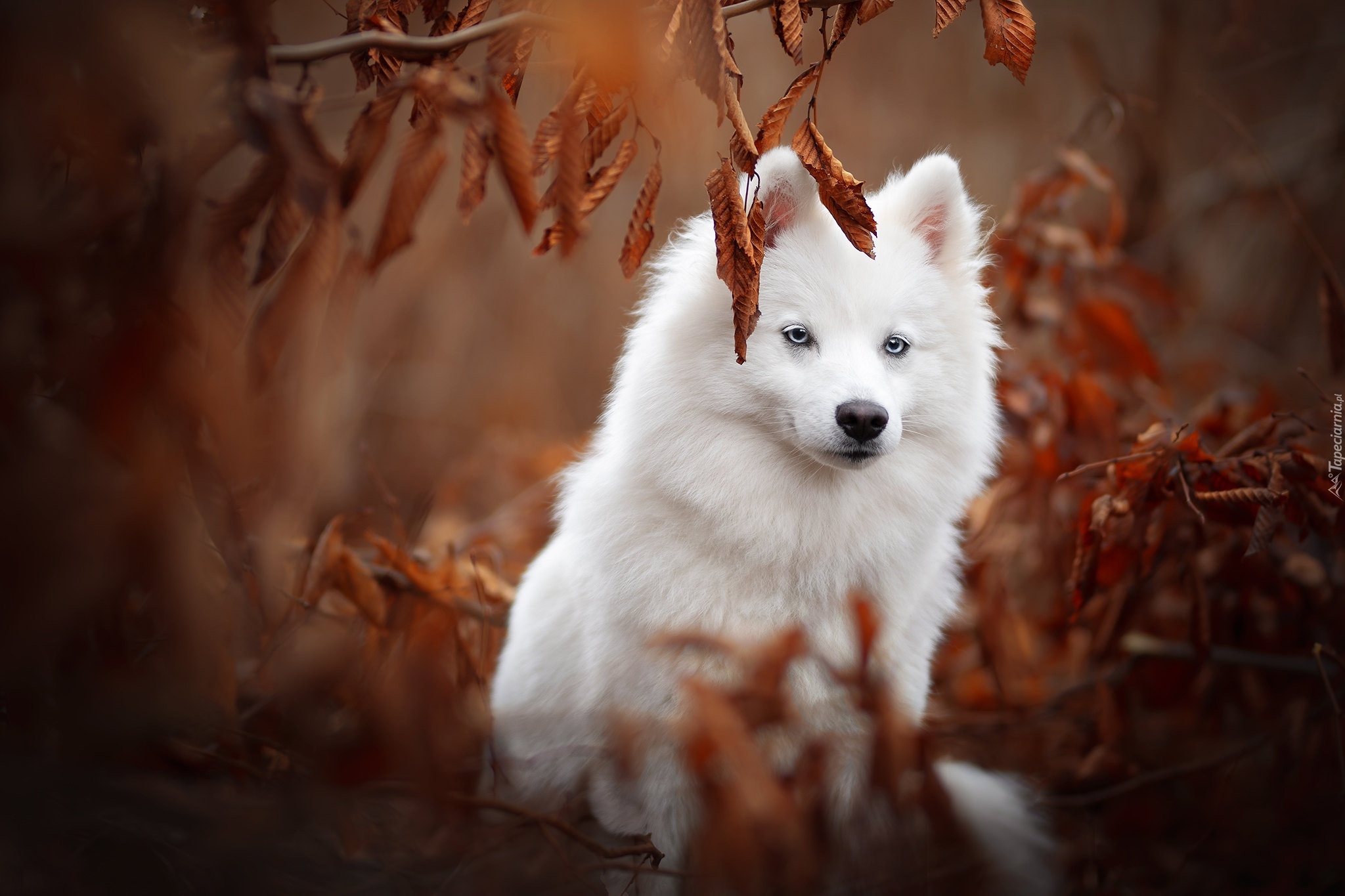 Pies, Niebieskie, Oczy, Amerykański pies eskimoski, American eskimo dog, Liście, Rozmyte tło