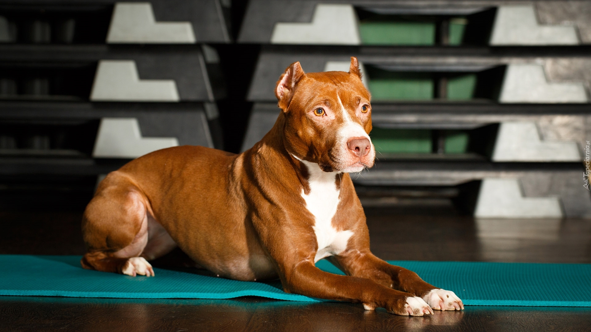 Leżący, Amerykański Pitbull Terrier