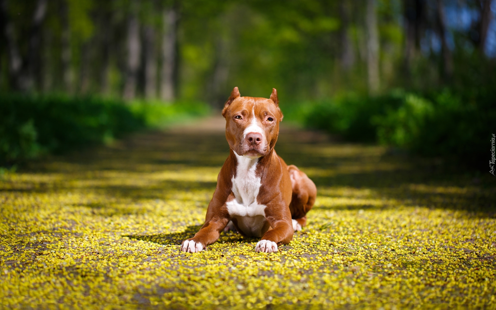 Amerykański Pitbull Terrier