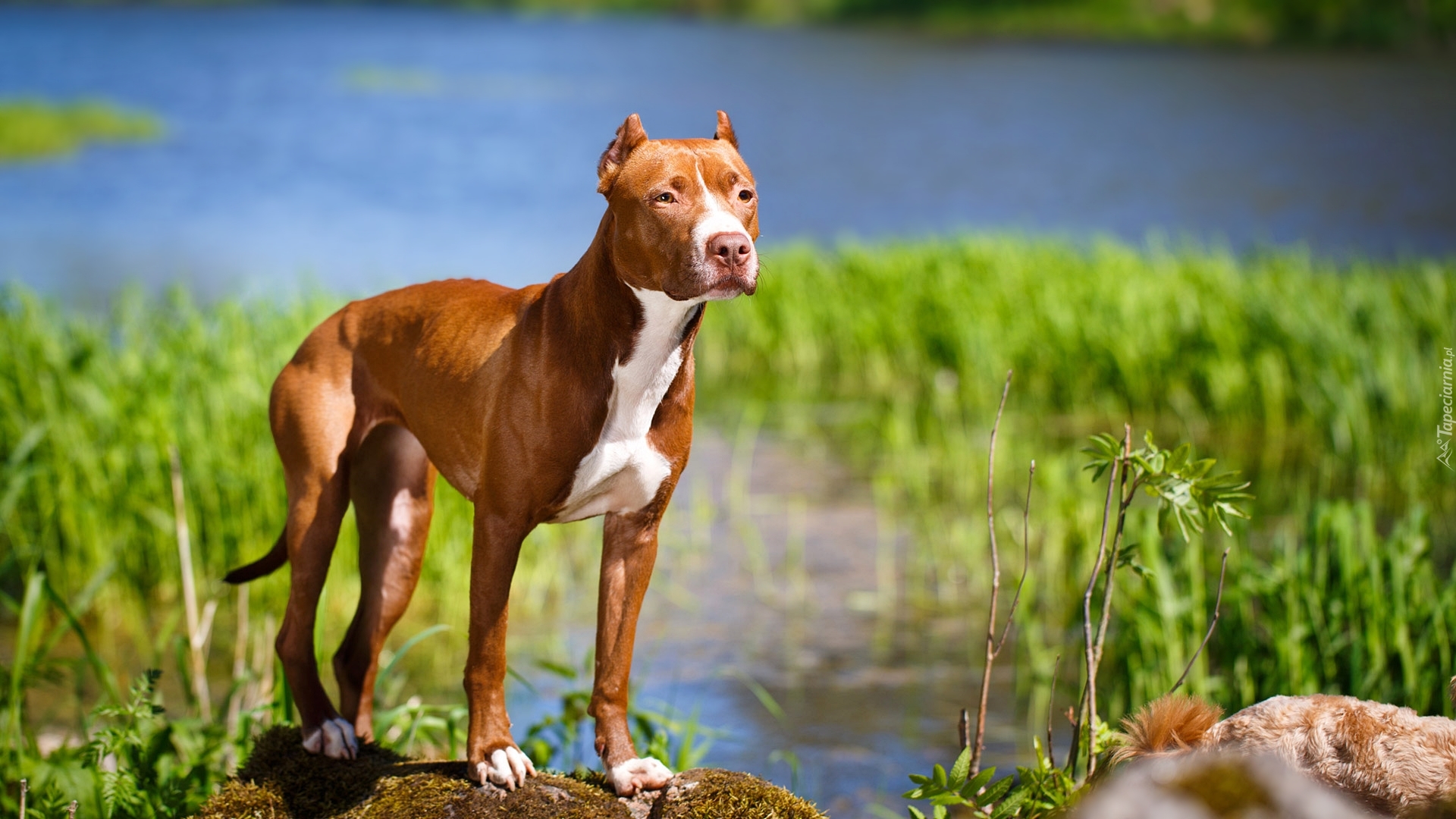 Amerykański pitbull terrier, Rzeka