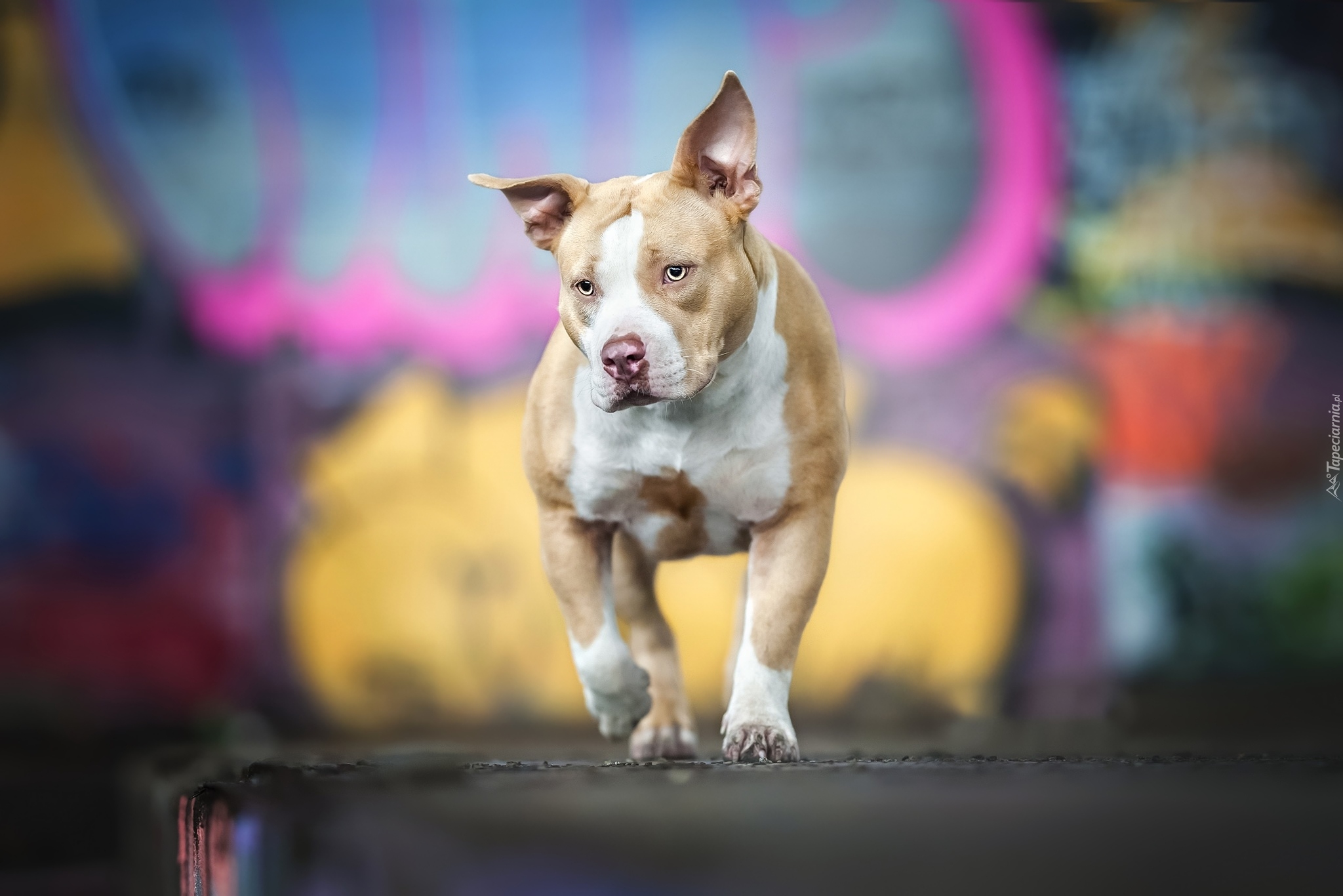 Pies, American Pit Bull terrier, Amerykański pitbulterier