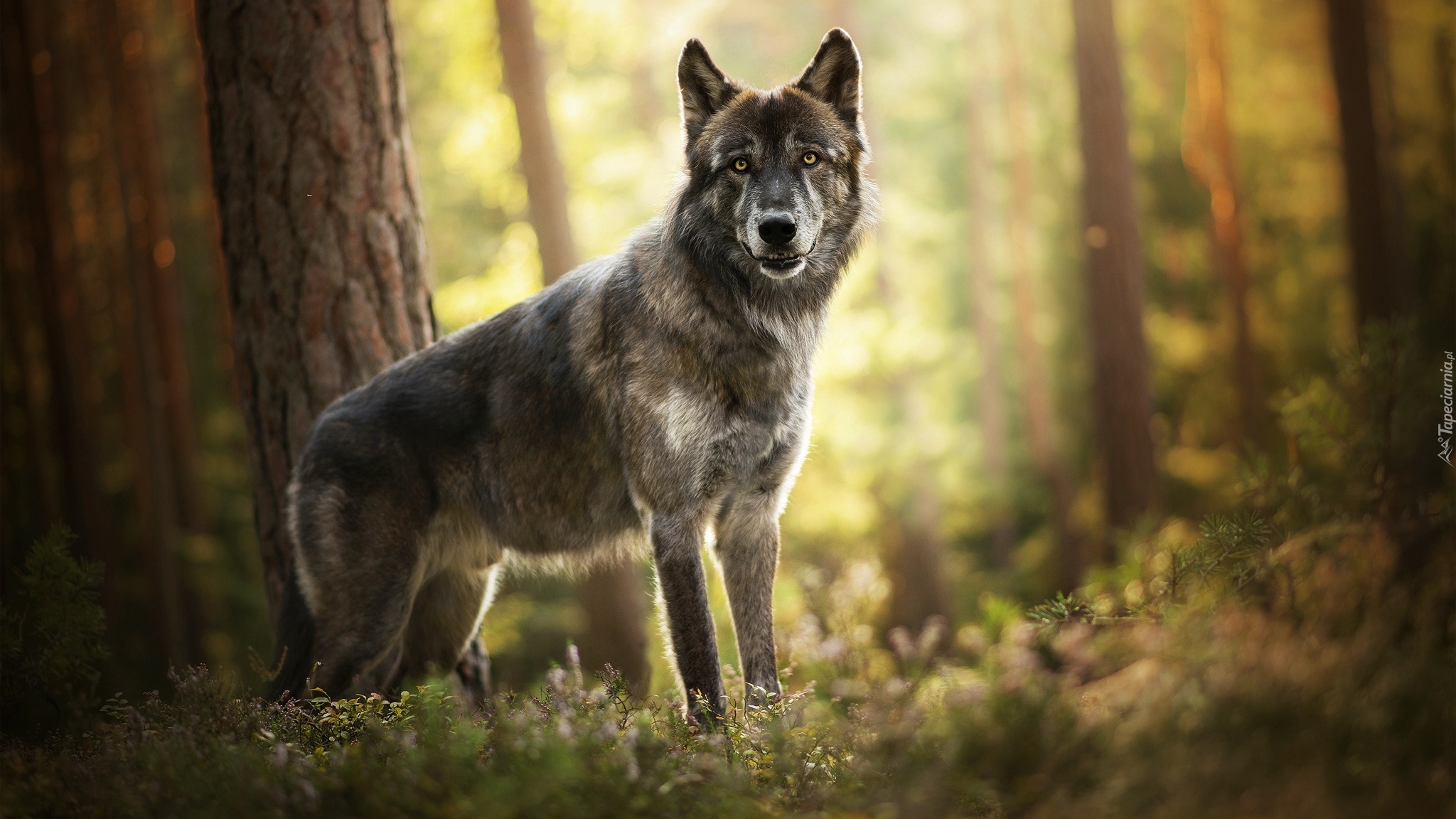 Pies, Amerykański wolfdog, Las rośliny, Drzewa