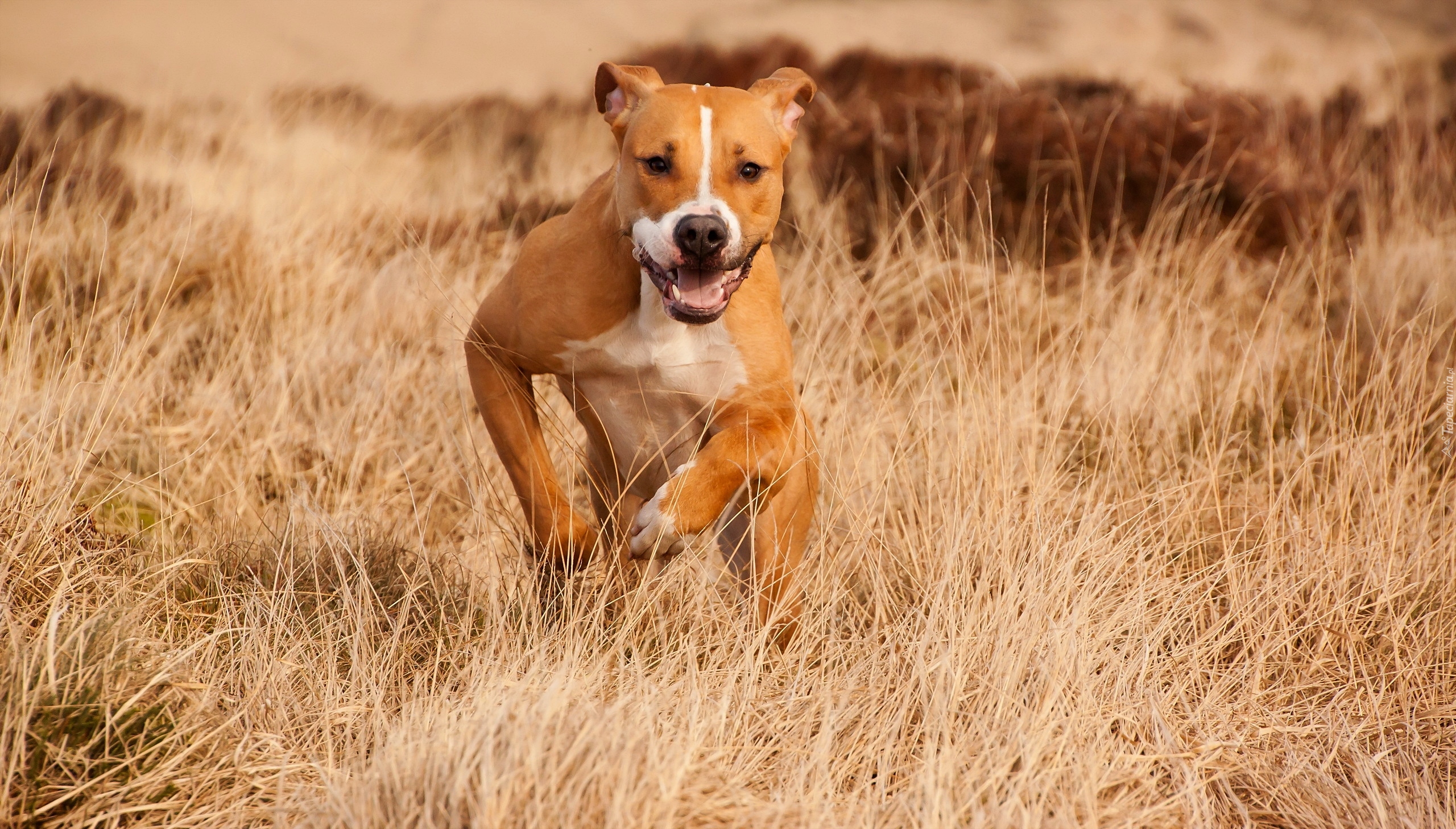 Biegnący, Amstaff, Trawa