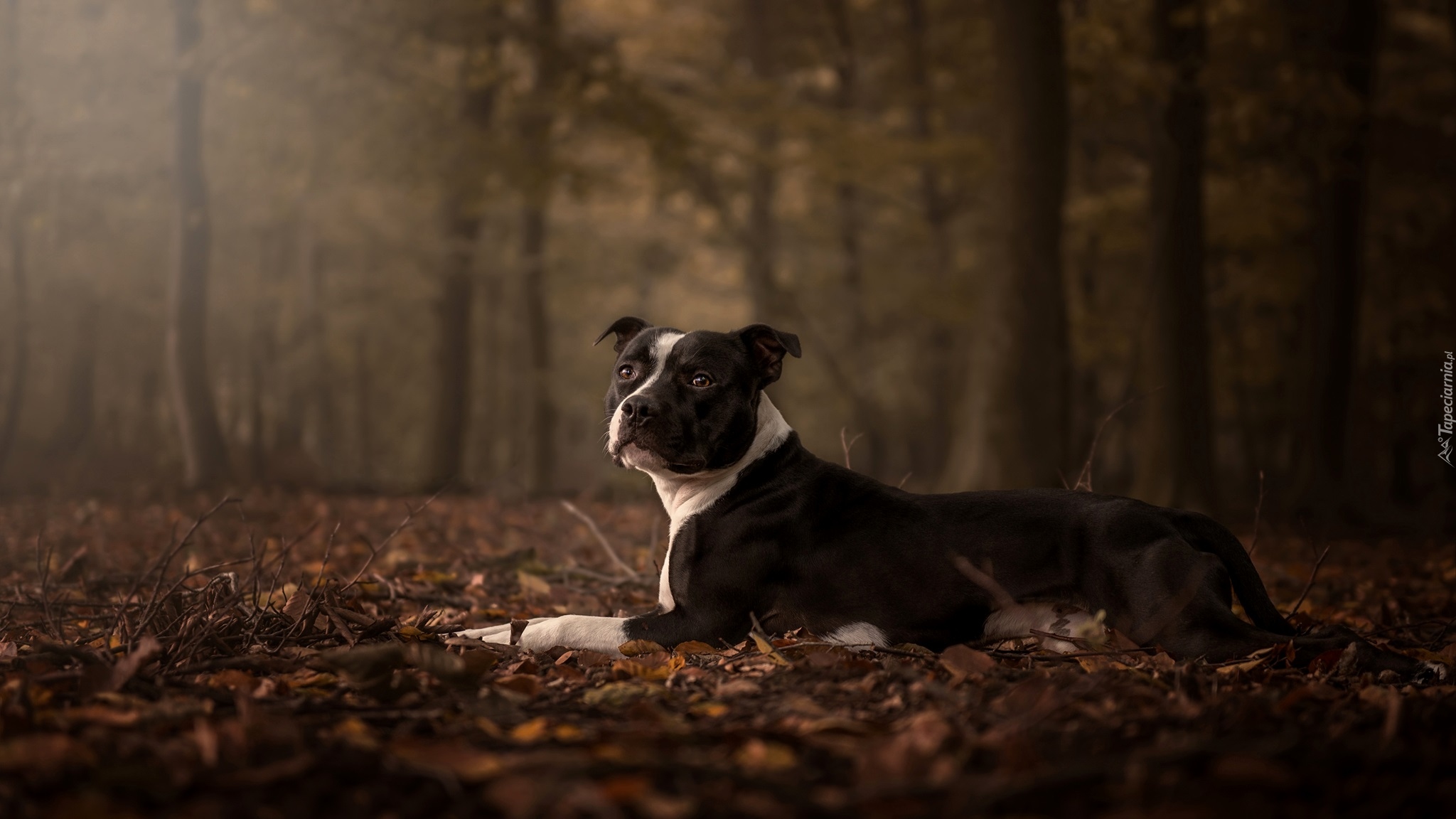 Pies, Amstaff, Las, Jesienne, Liście