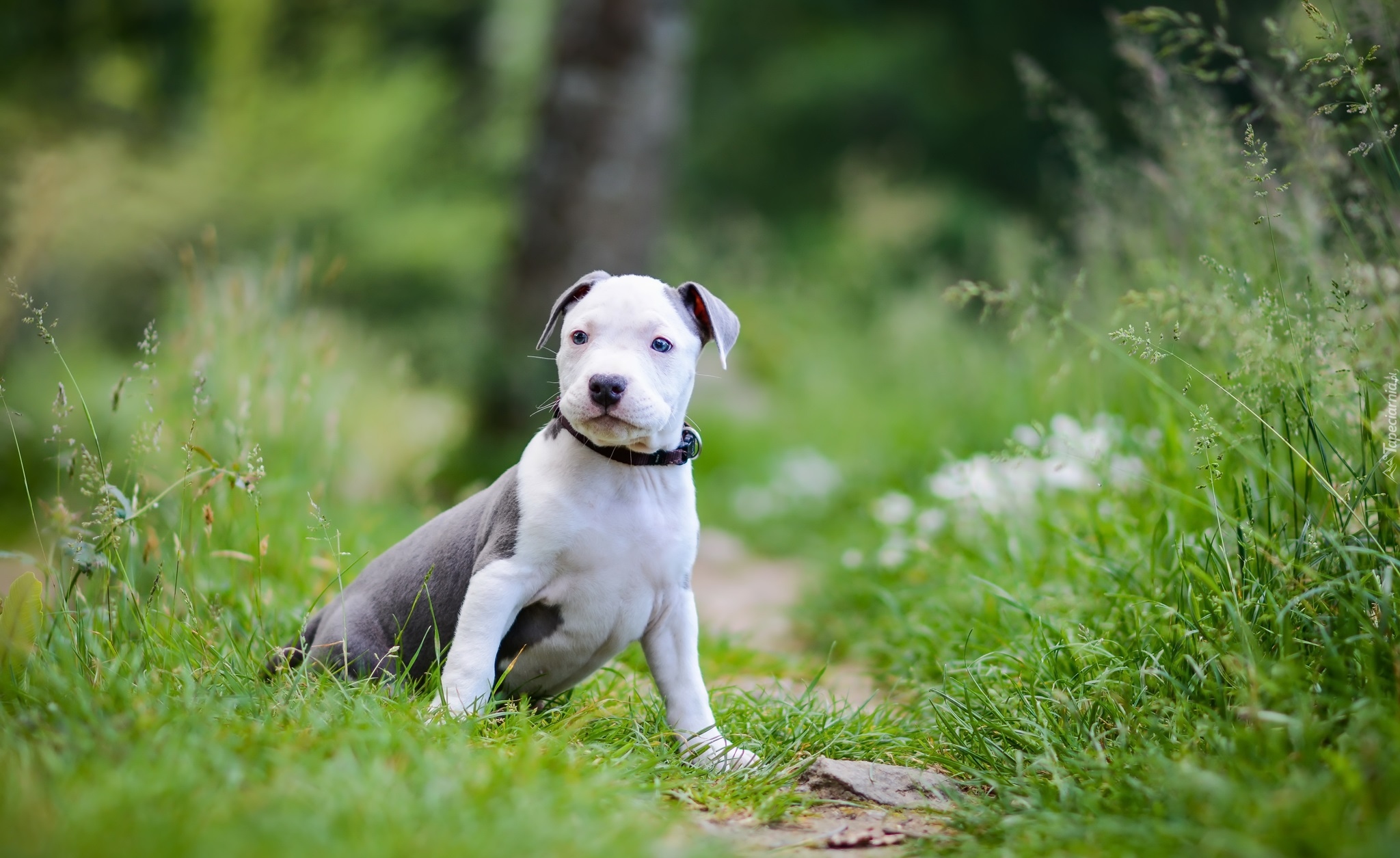 Pies, Szczeniak, Amstaff, American Staffordshire Terrier