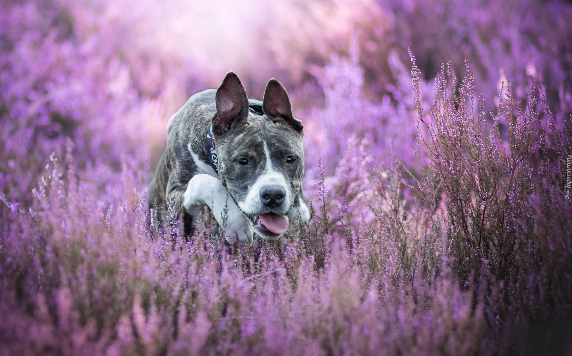 Pies, Amstaff, Wrzosy