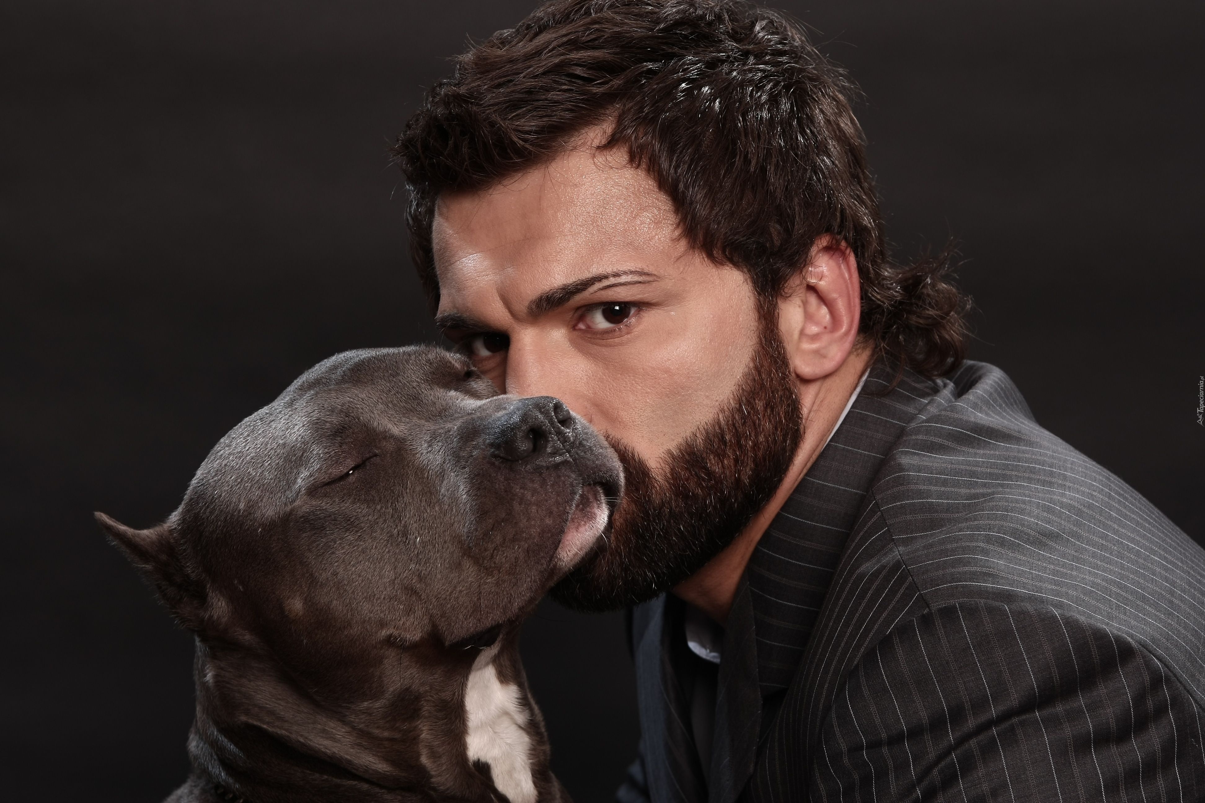 Sportowiec, Andrei Arlovski, Sztuki walki, MMA, Pies, Amerykański pitbulterier, Pit Bull Terrier