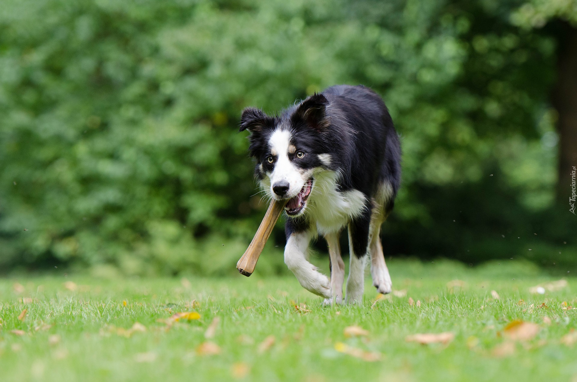 Border collie, Bieg, Aport, Łąka